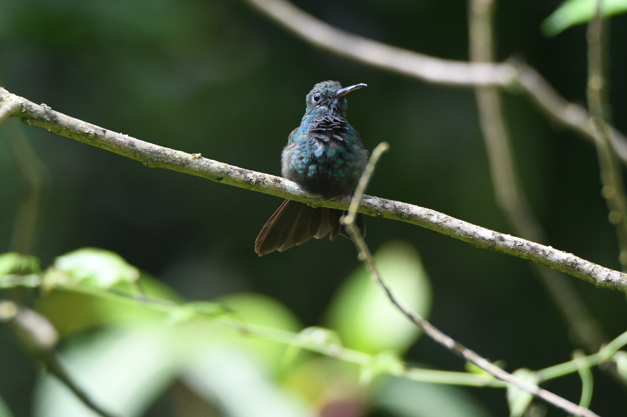 Birds wildlife photo by Wildlight Studio Costa Rica