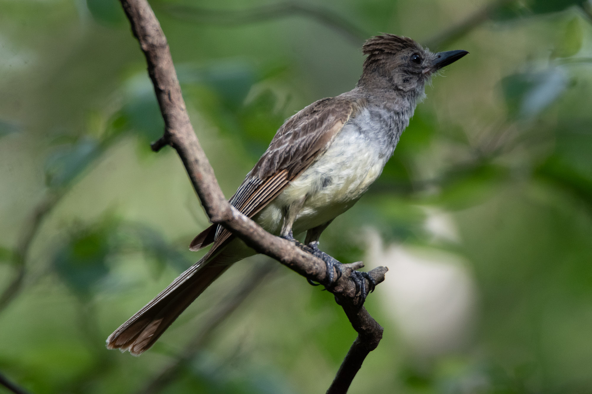 Birds wildlife photo by Wildlight Studio Costa Rica