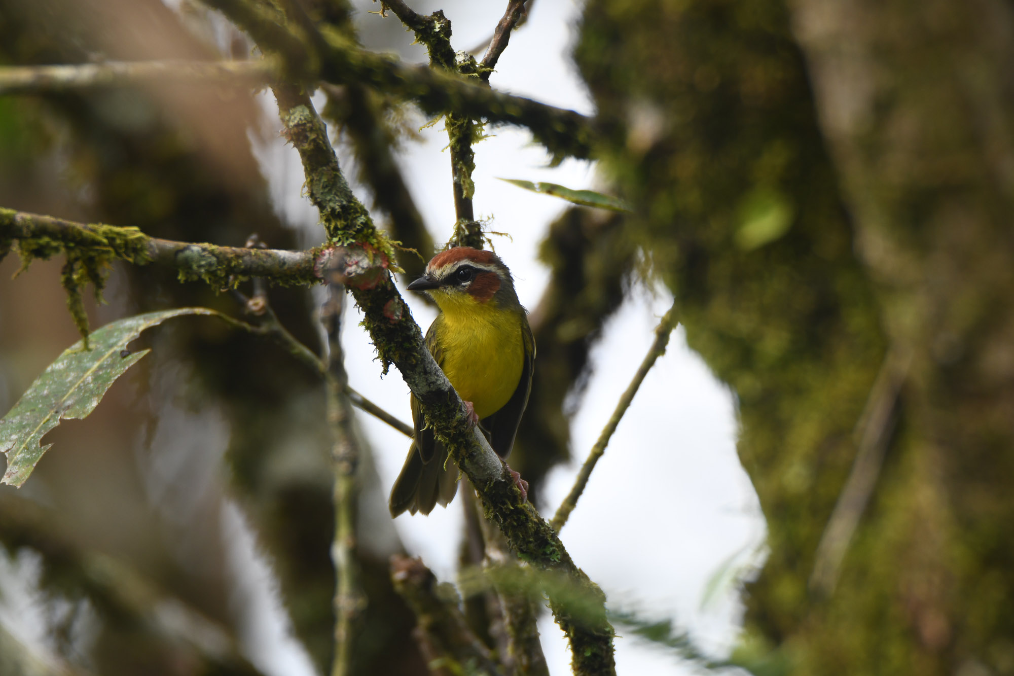 Birds wildlife photo by Wildlight Studio Costa Rica