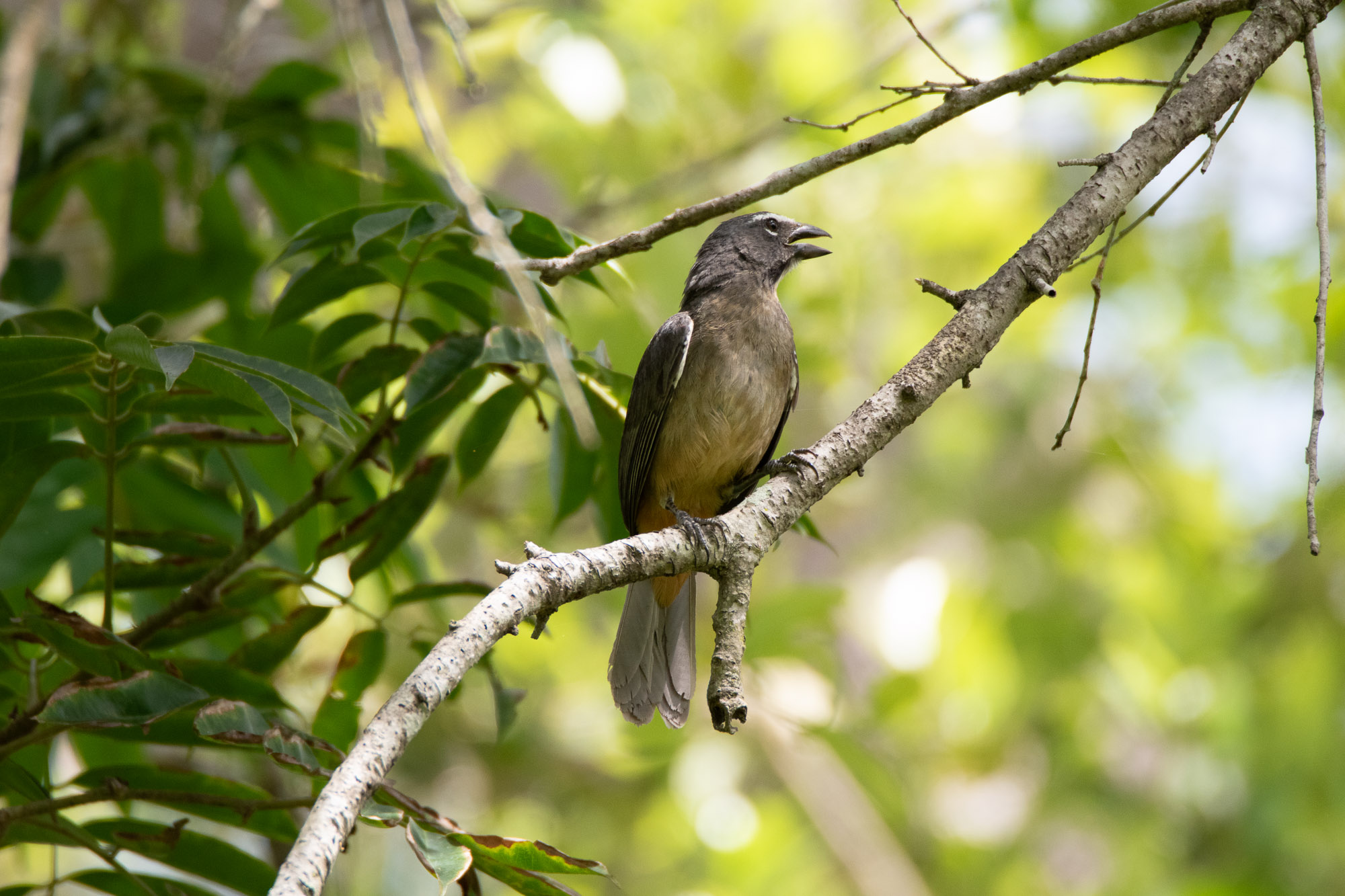 Birds wildlife photo by Wildlight Studio Costa Rica