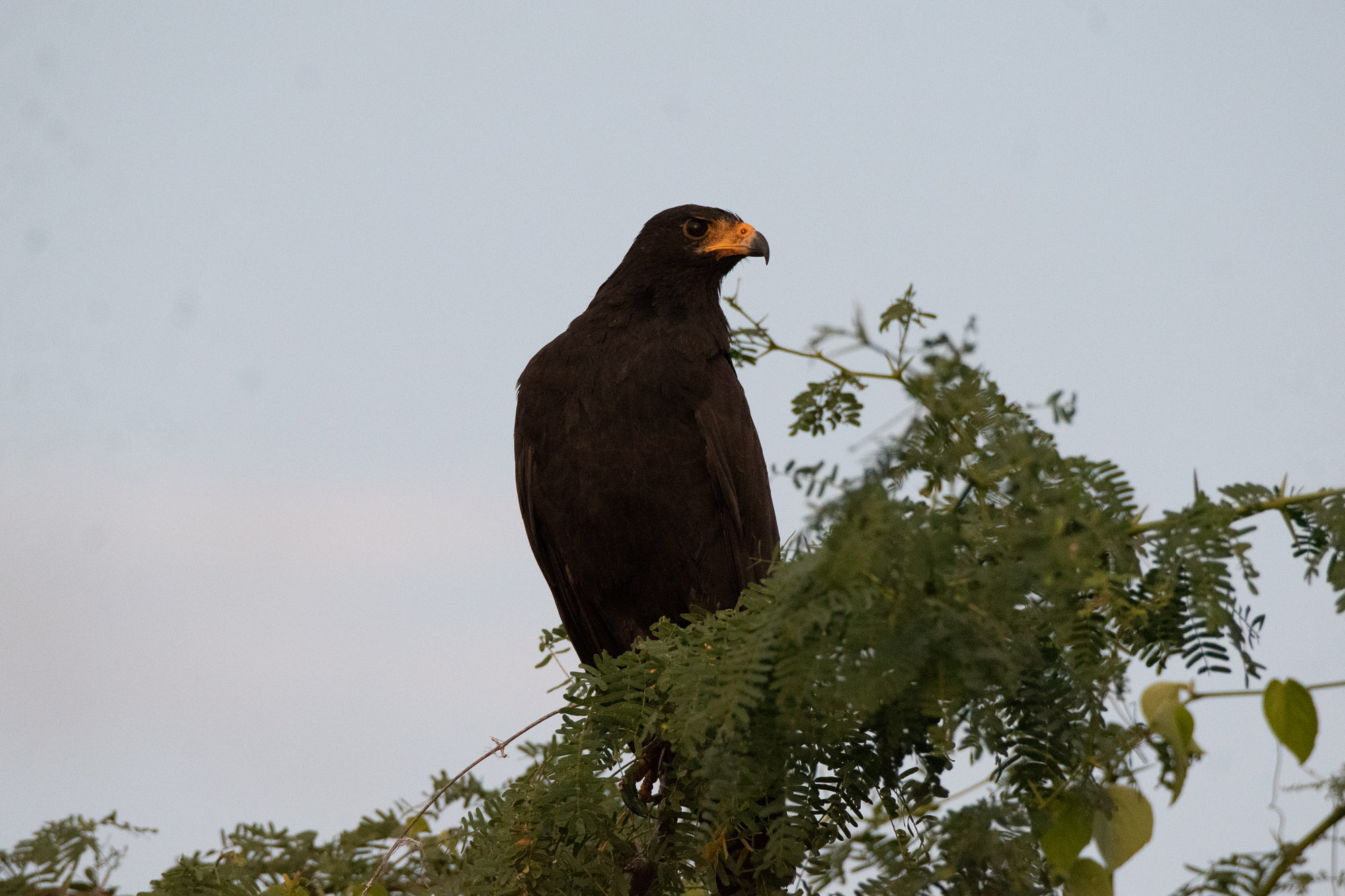 Birds wildlife photo by Wildlight Studio Costa Rica