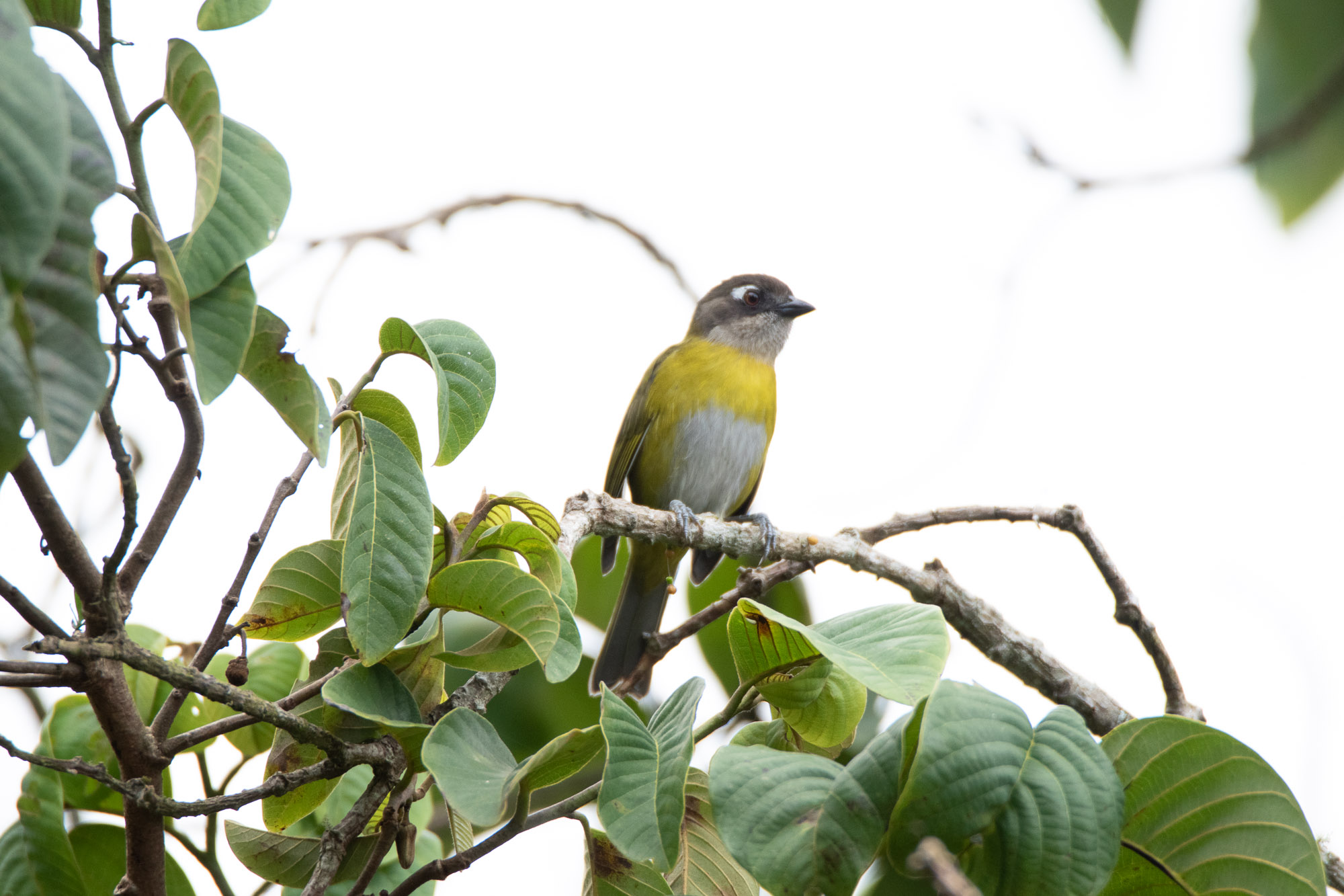 Birds wildlife photo by Wildlight Studio Costa Rica