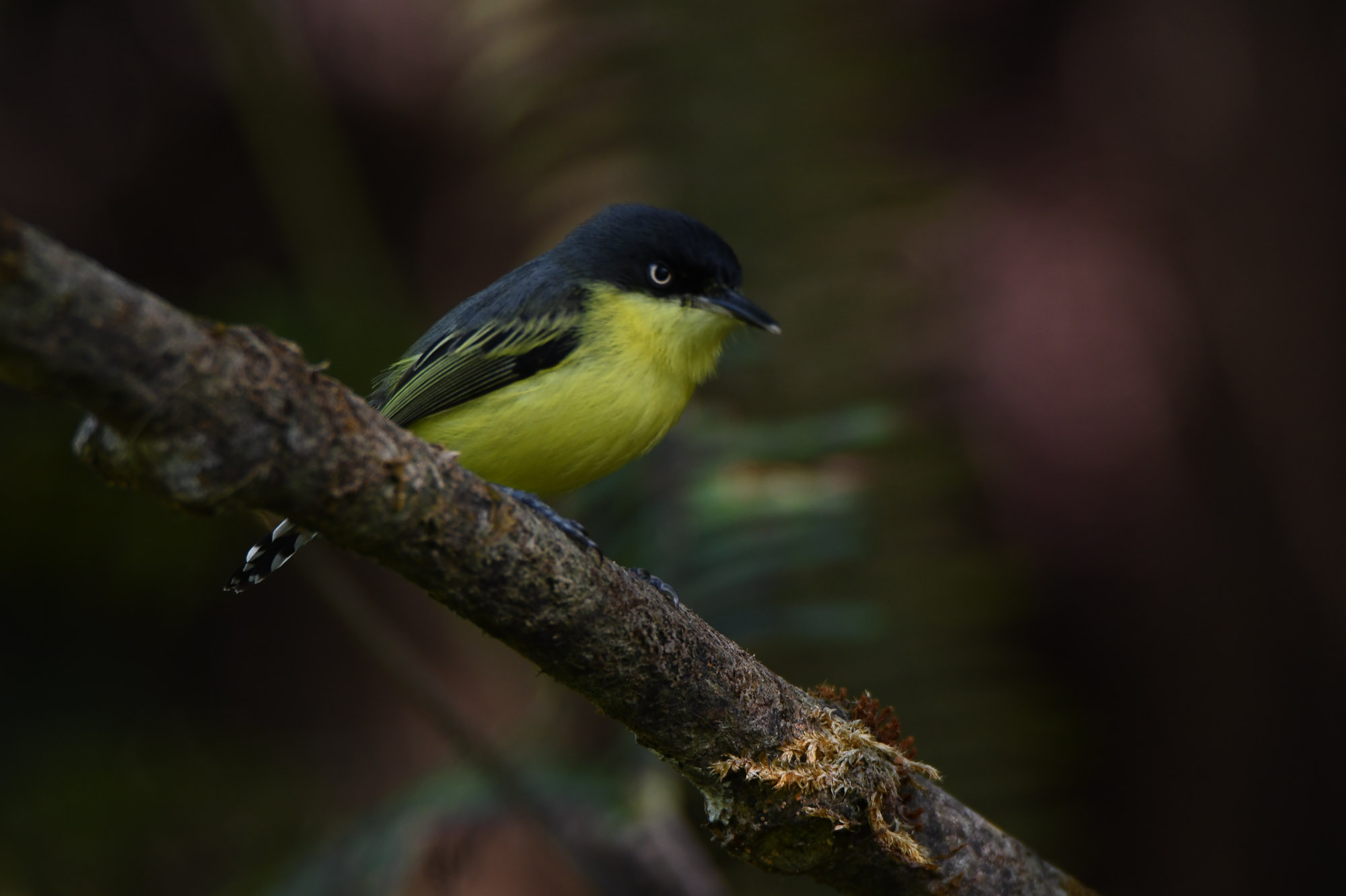 Birds wildlife photo by Wildlight Studio Costa Rica
