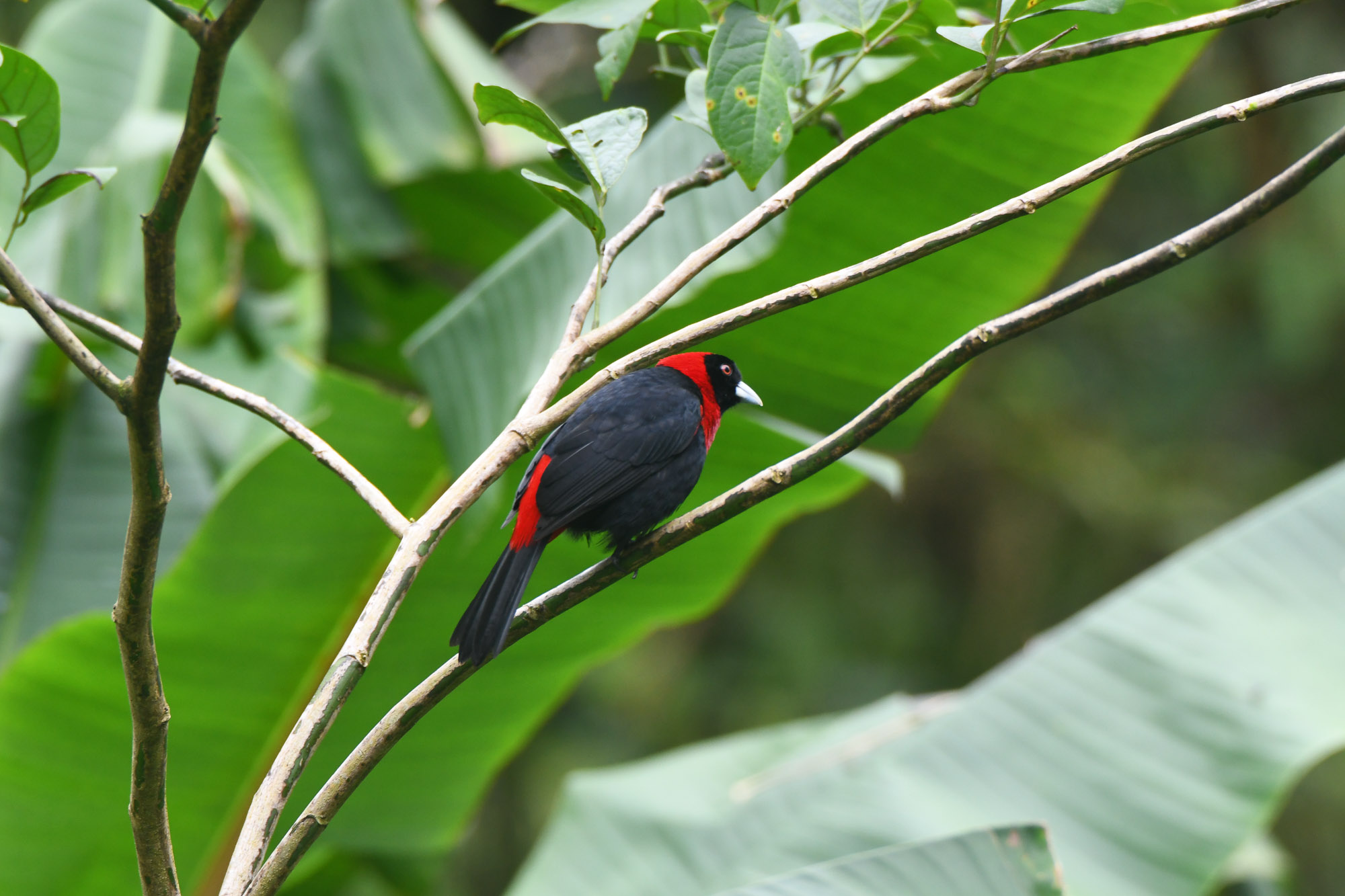 Birds wildlife photo by Wildlight Studio Costa Rica