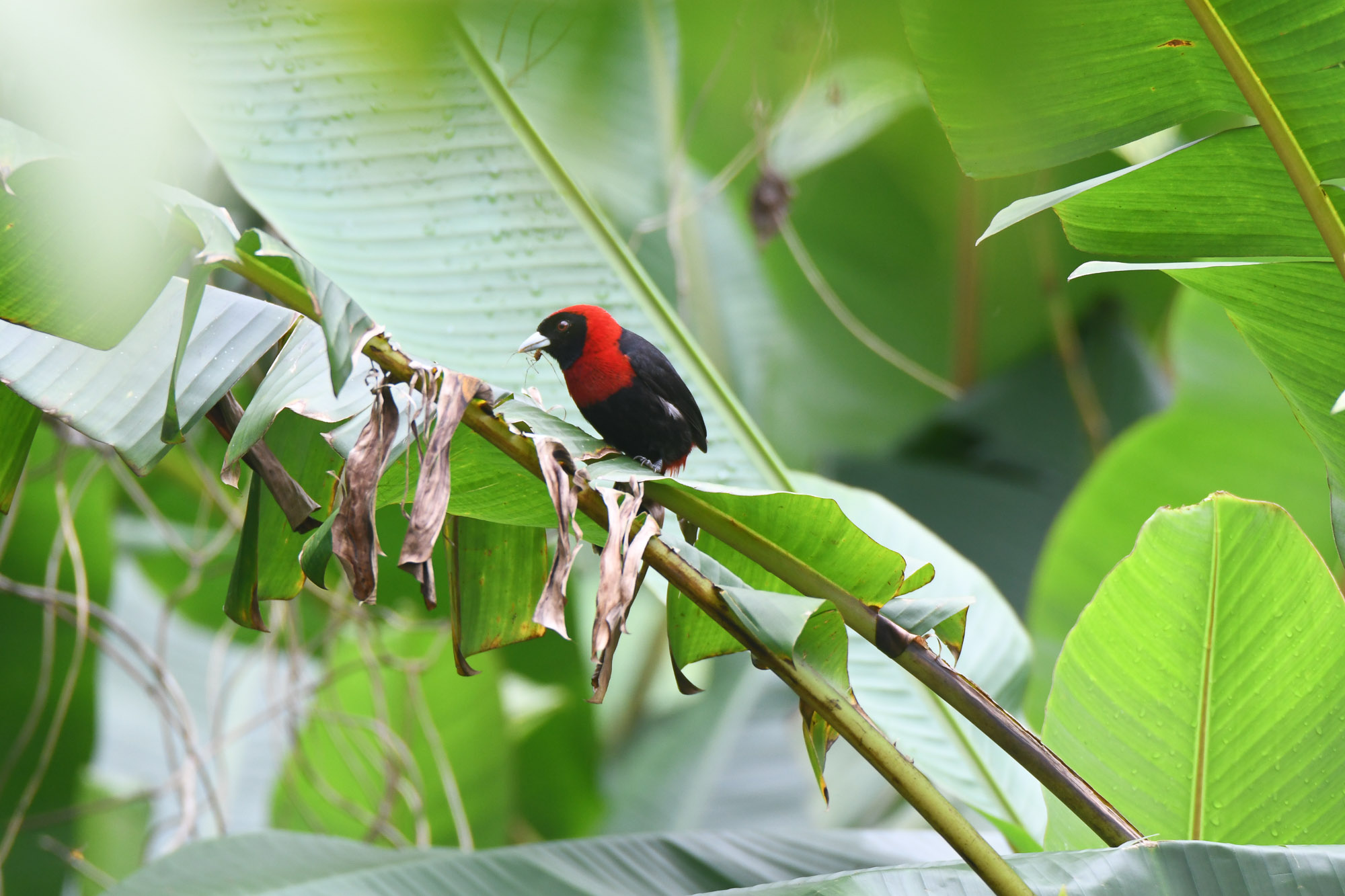 Birds wildlife photo by Wildlight Studio Costa Rica