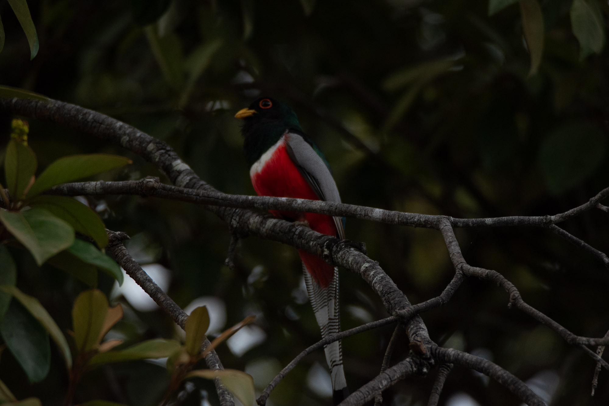 Birds wildlife photo by Wildlight Studio Costa Rica