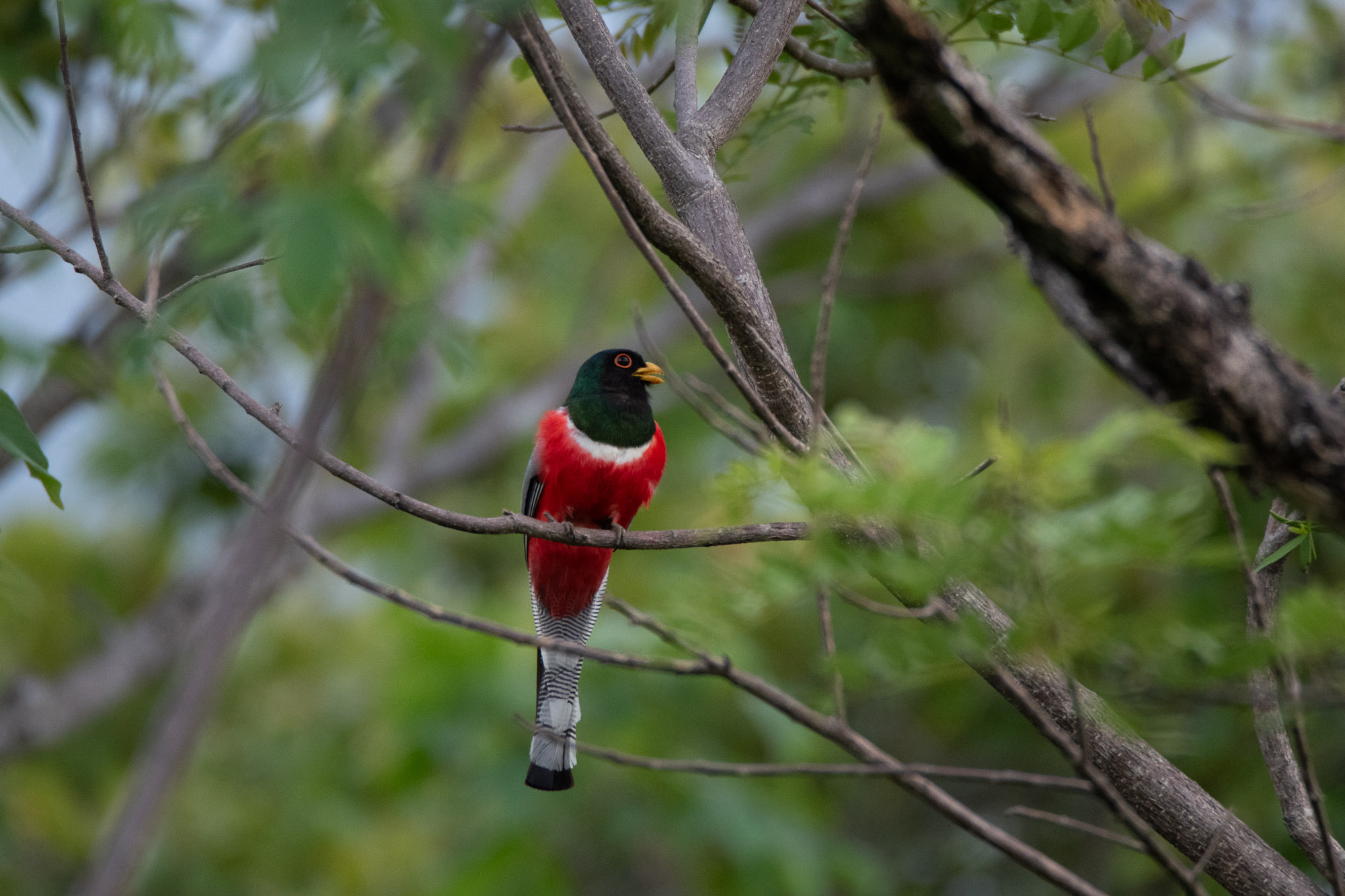 Birds wildlife photo by Wildlight Studio Costa Rica
