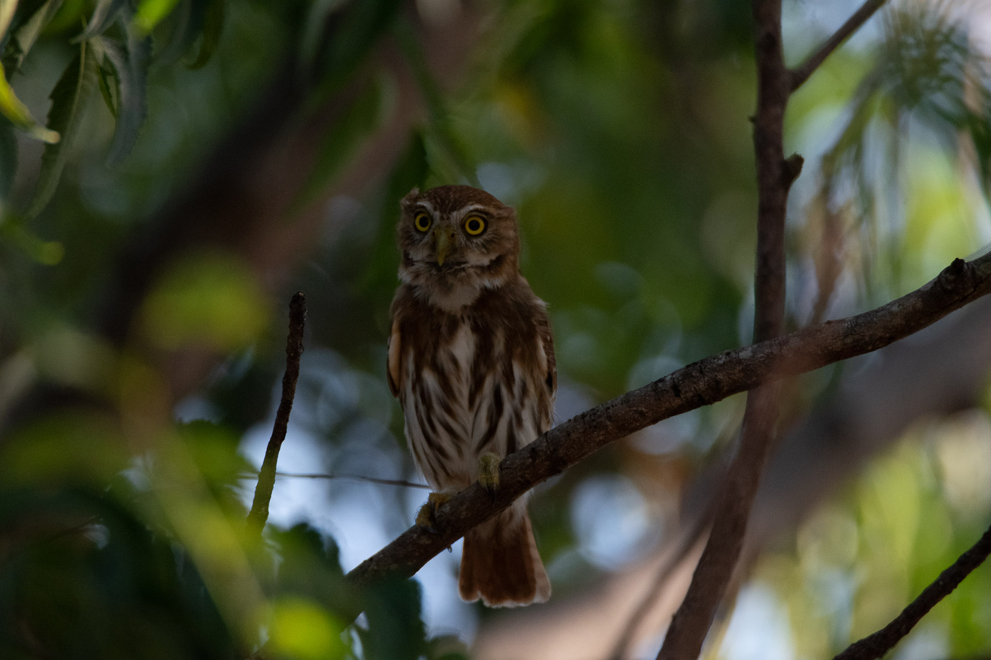 Birds wildlife photo by Wildlight Studio Costa Rica