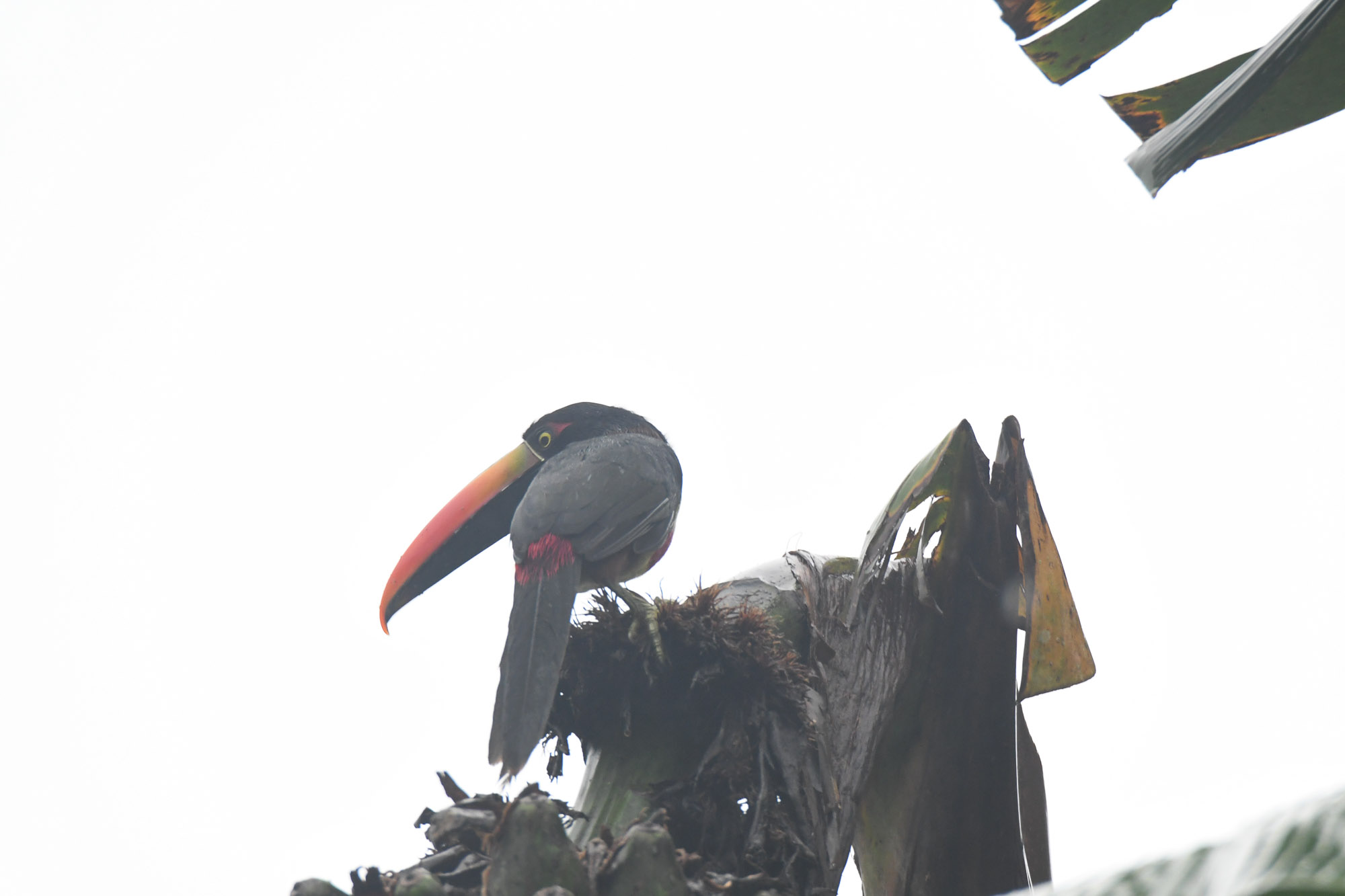 Birds wildlife photo by Wildlight Studio Costa Rica