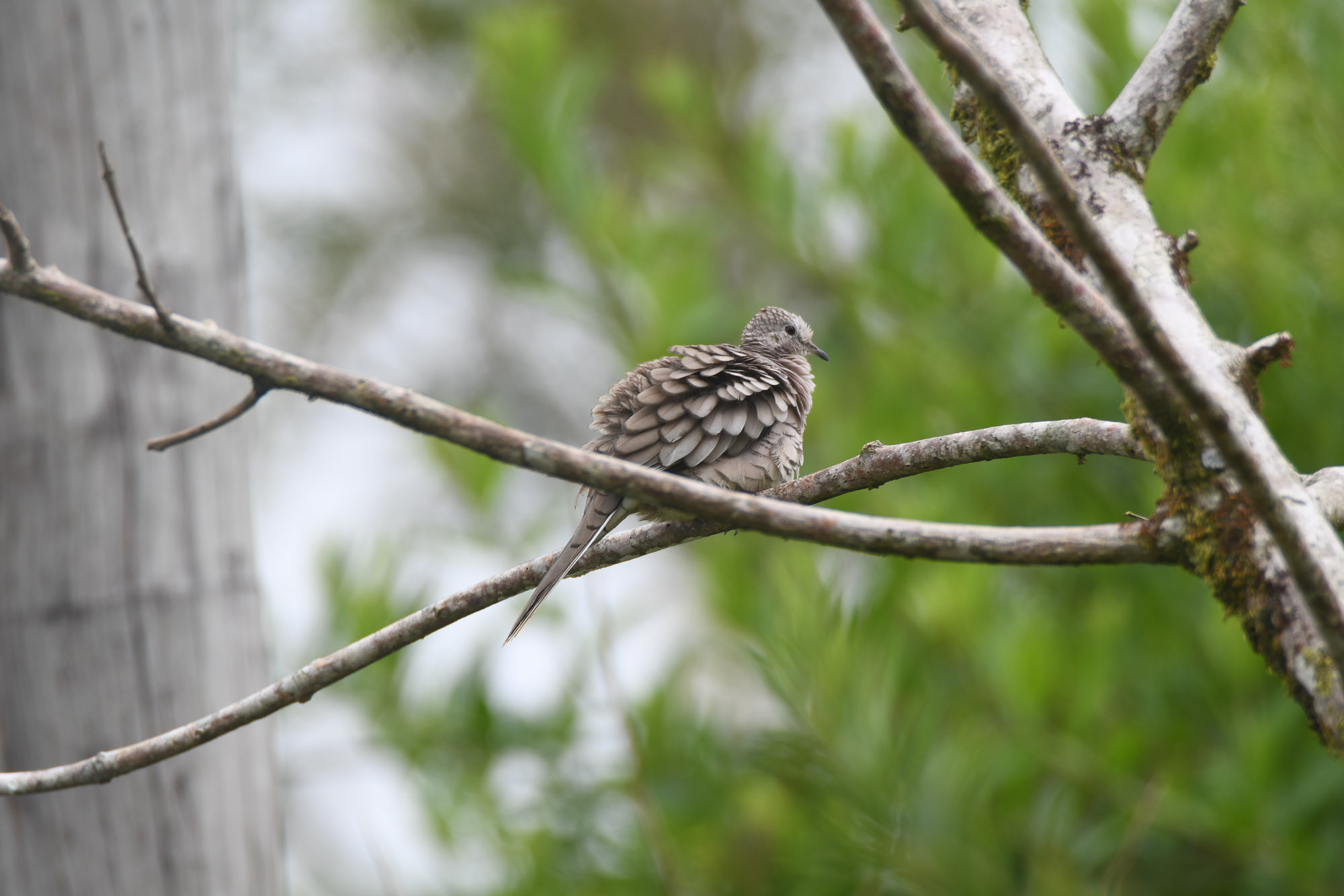 Birds wildlife photo by Wildlight Studio Costa Rica