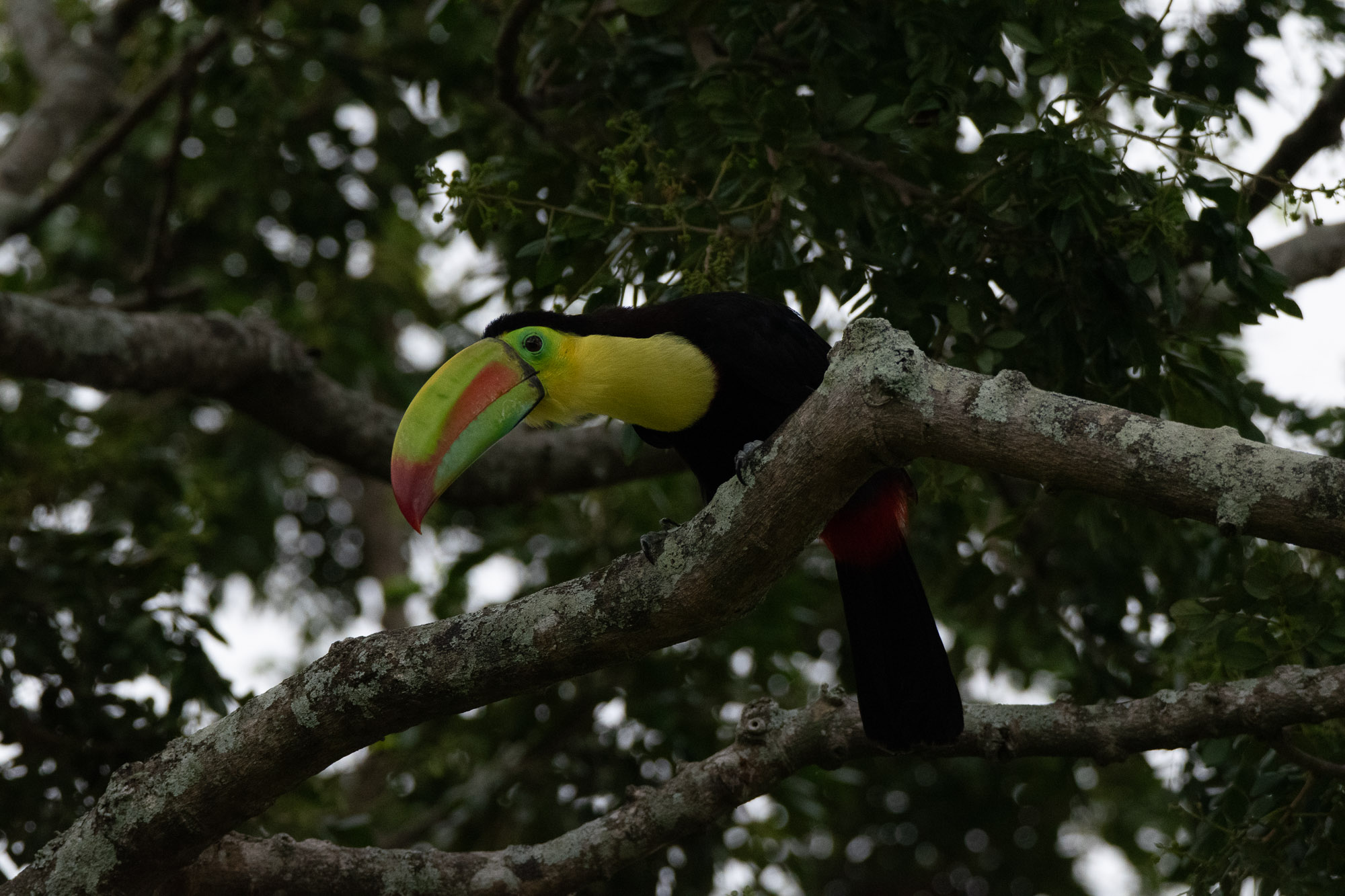 Birds wildlife photo by Wildlight Studio Costa Rica