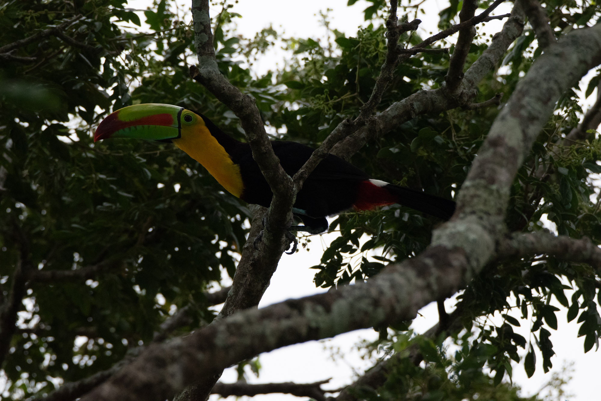 Birds wildlife photo by Wildlight Studio Costa Rica