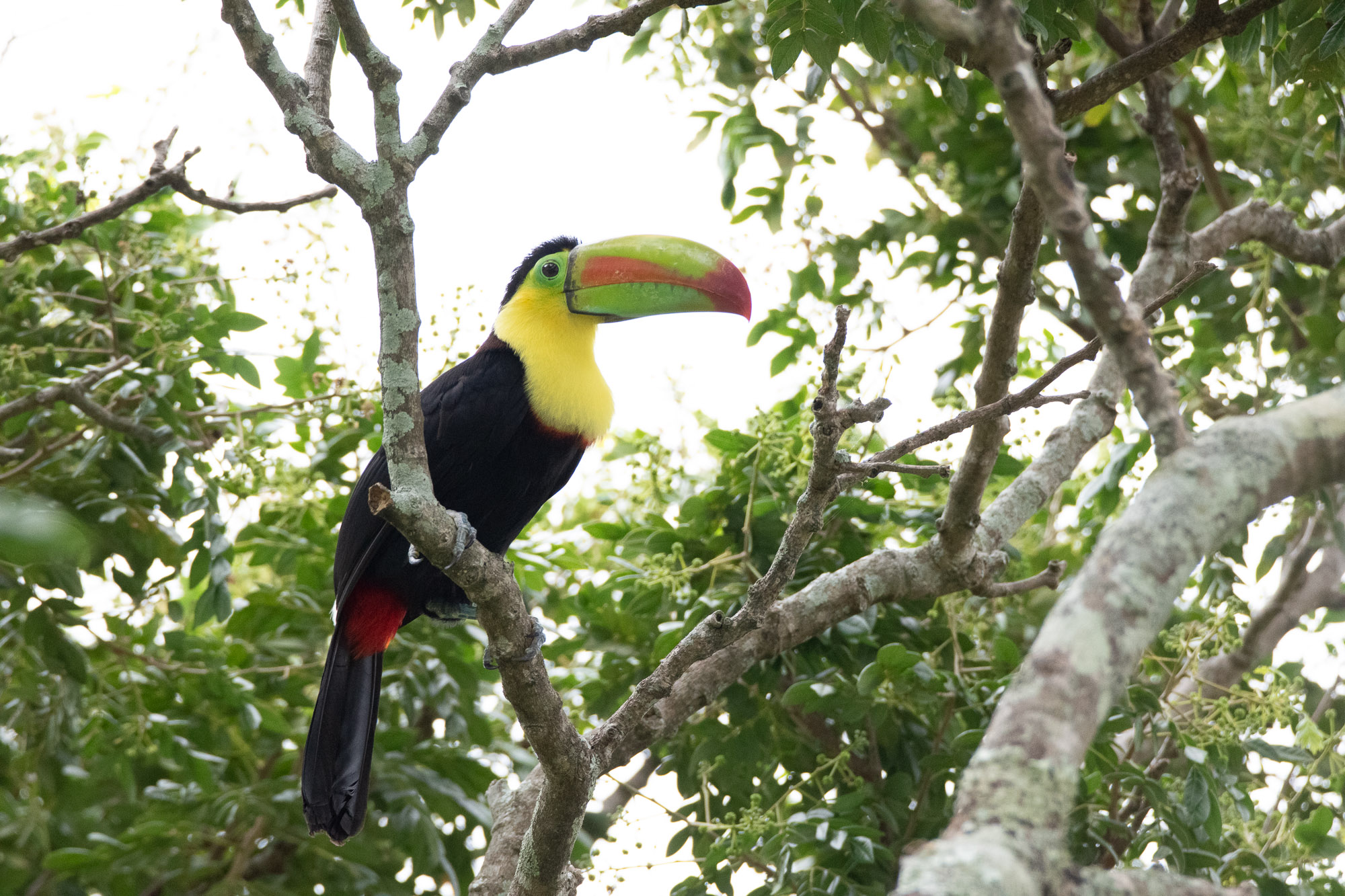 Birds wildlife photo by Wildlight Studio Costa Rica