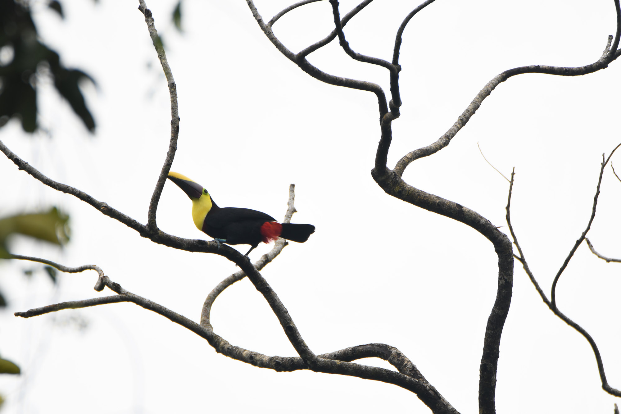 Birds wildlife photo by Wildlight Studio Costa Rica