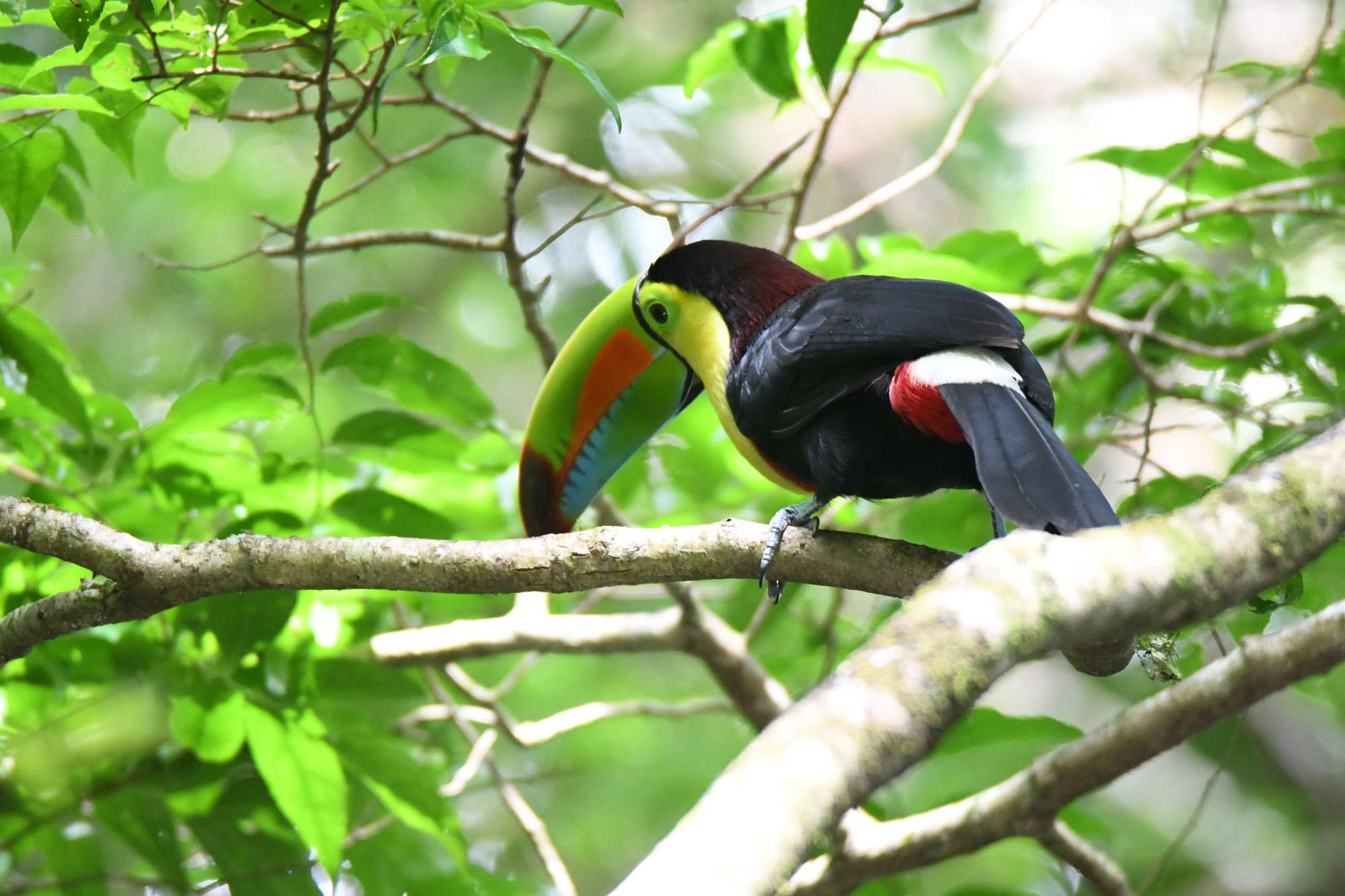 Birds wildlife photography gallery by Wildlight Studio Costa Rica