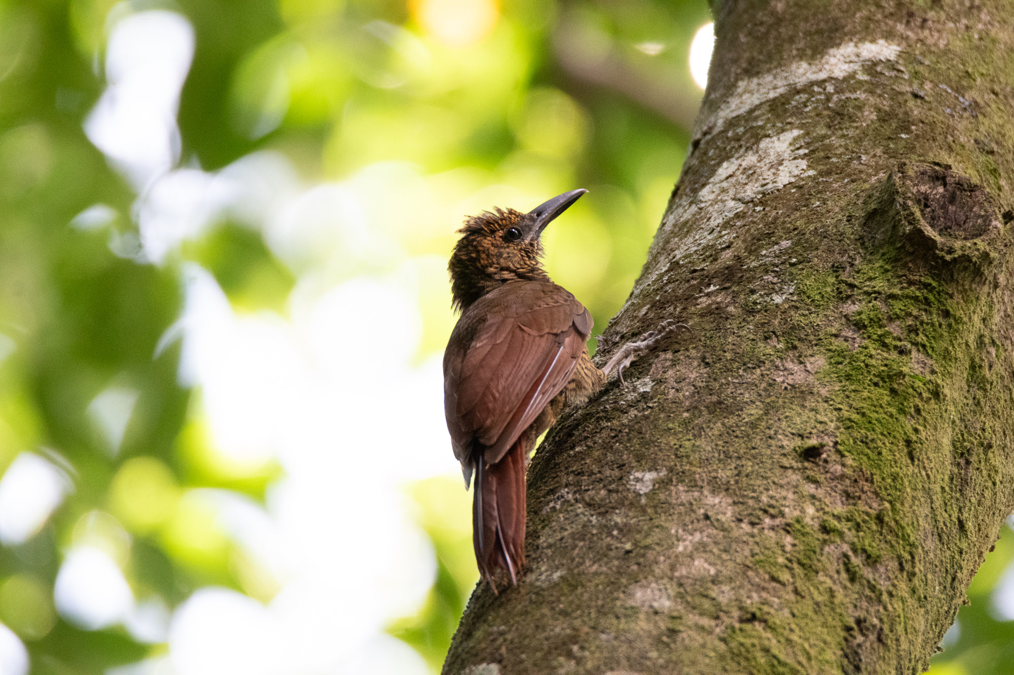 Birds wildlife photo by Wildlight Studio Costa Rica