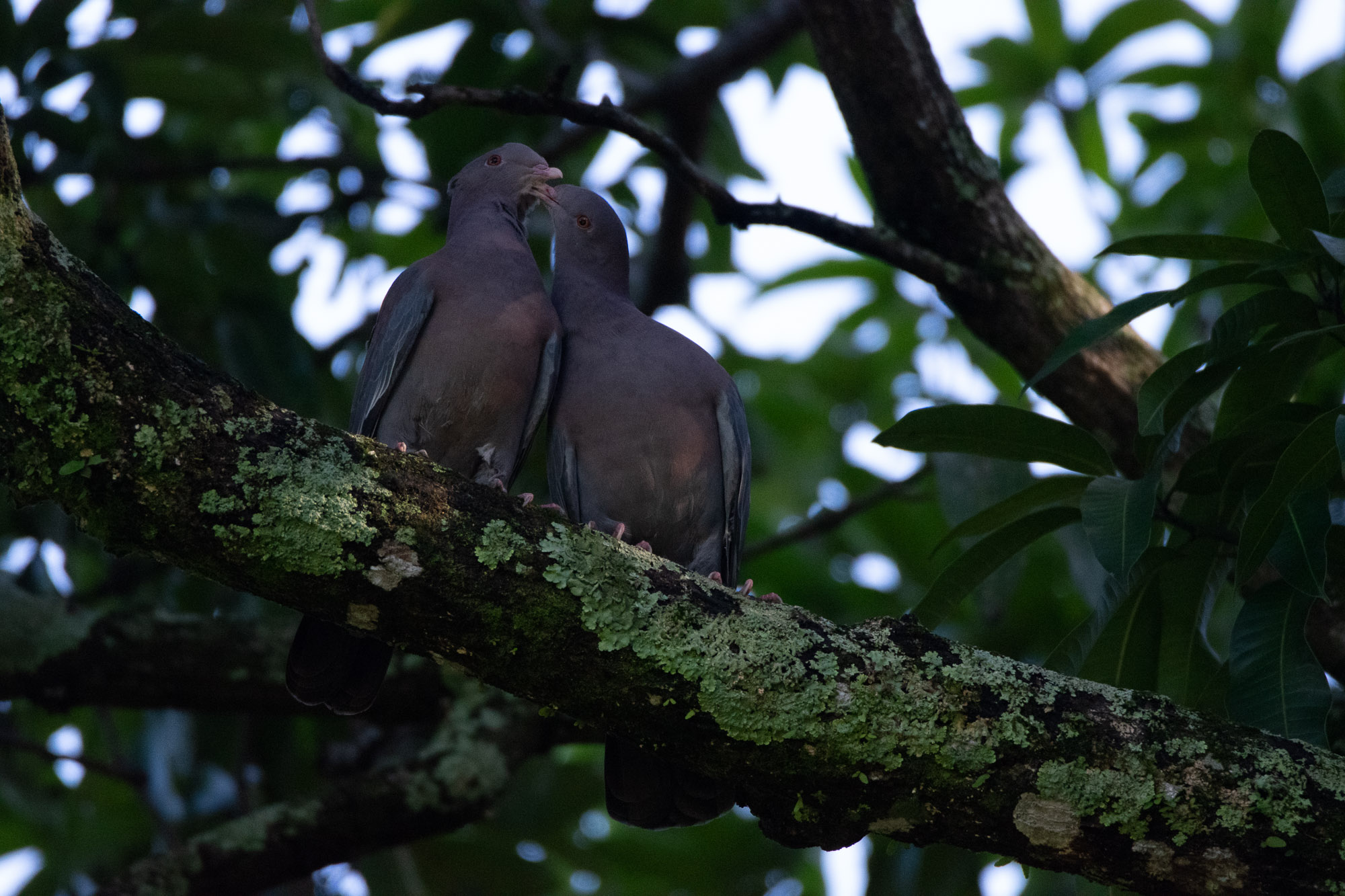 Birds wildlife photo by Wildlight Studio Costa Rica