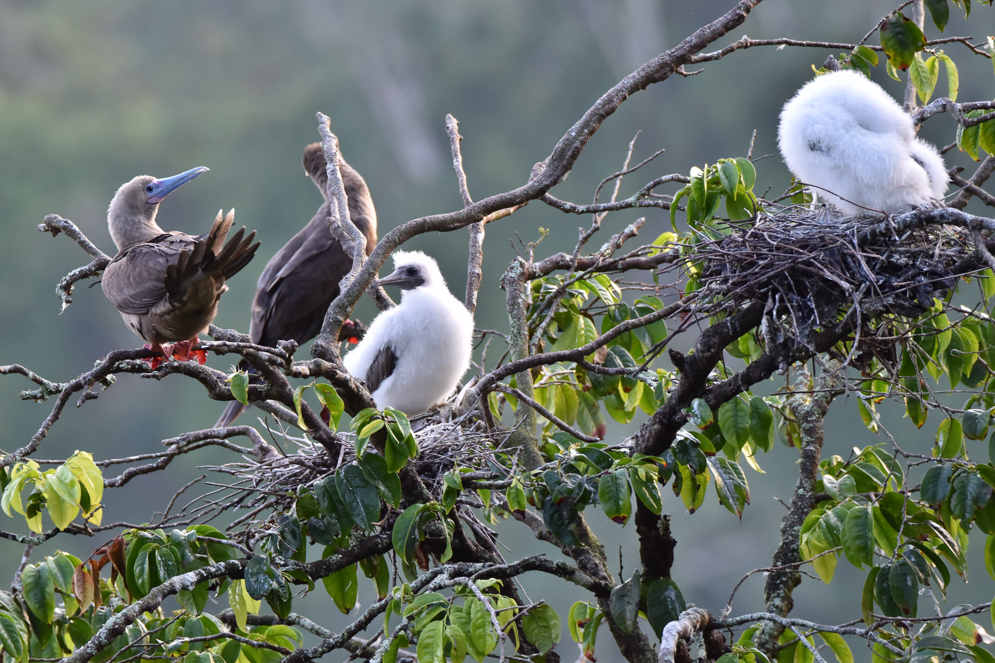 Birds wildlife photo by Wildlight Studio Costa Rica