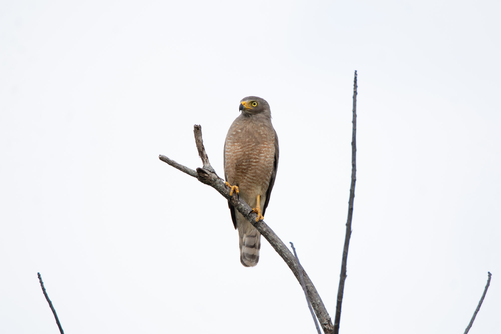 Birds wildlife photo by Wildlight Studio Costa Rica