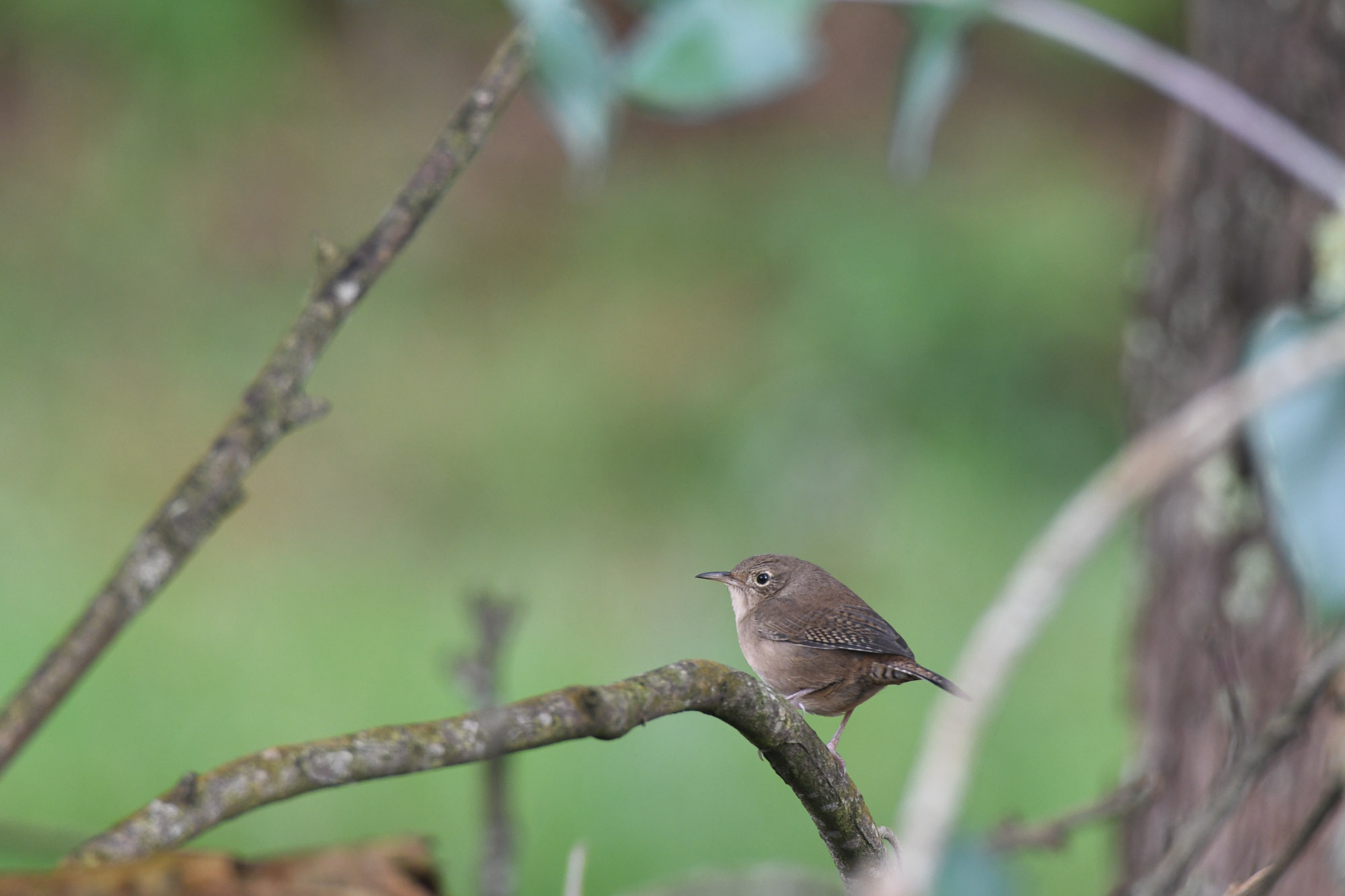 Birds wildlife photo by Wildlight Studio Costa Rica