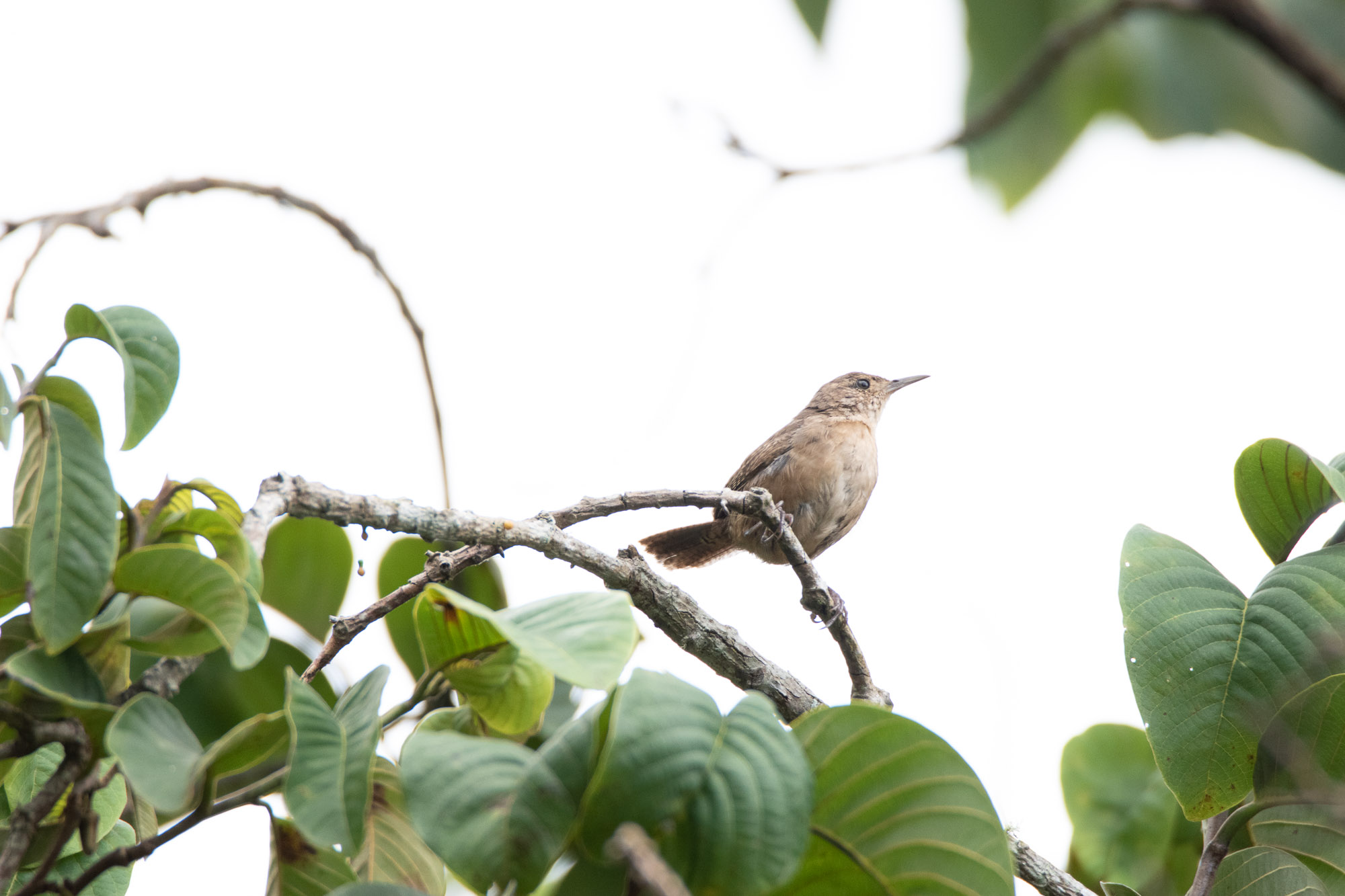 Birds wildlife photo by Wildlight Studio Costa Rica