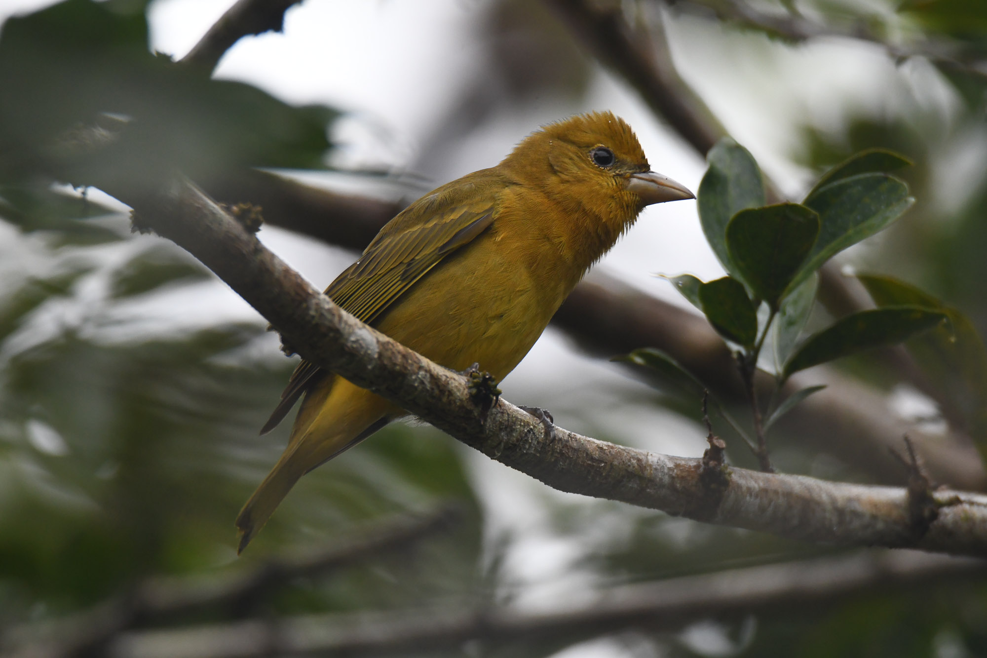 Birds wildlife photo by Wildlight Studio Costa Rica