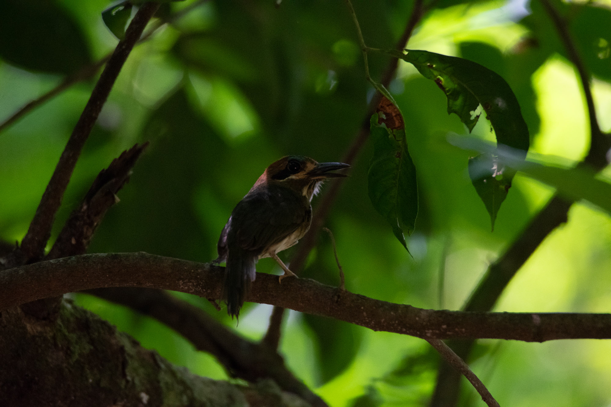 Birds wildlife photo by Wildlight Studio Costa Rica