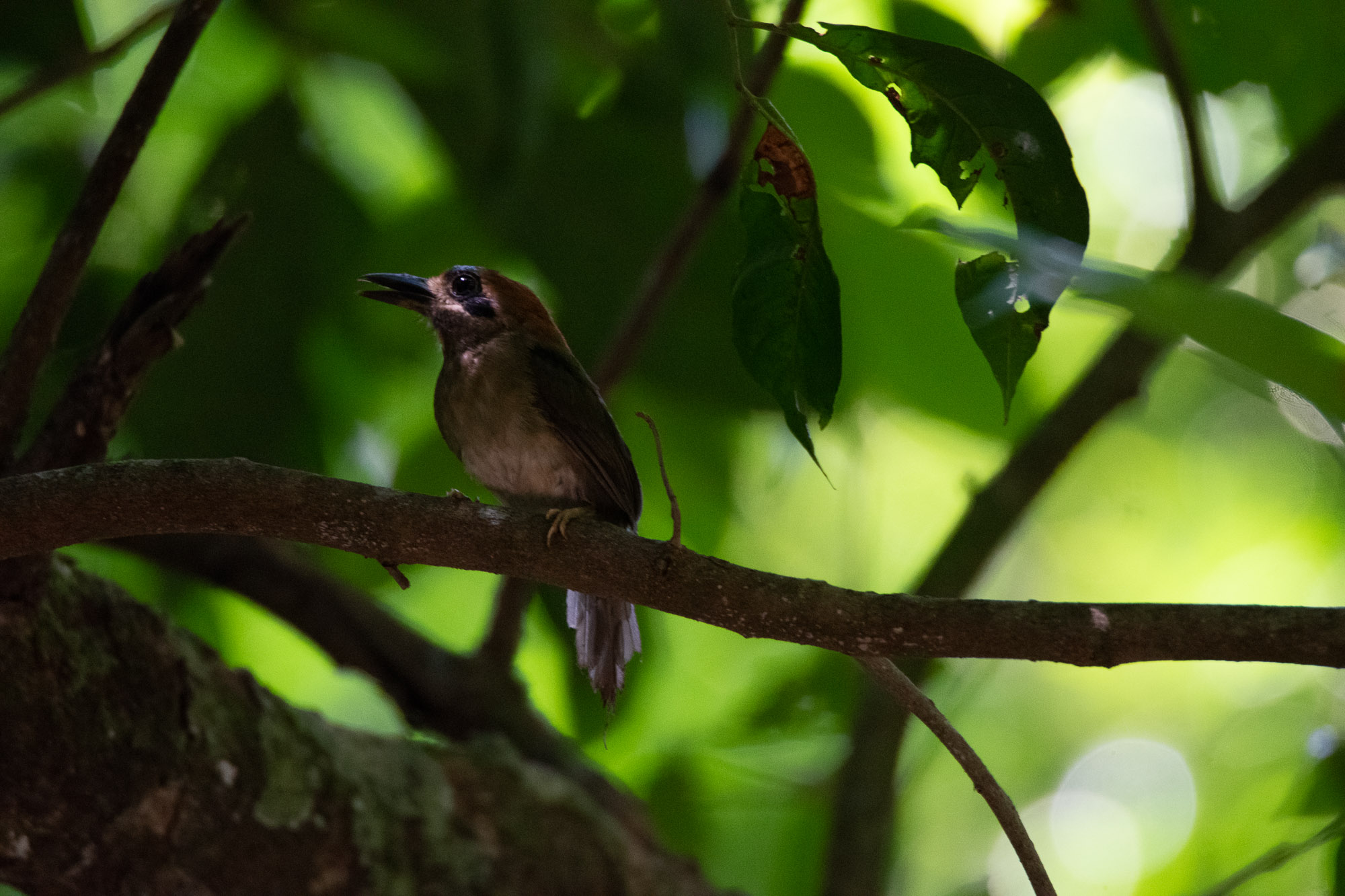 Birds wildlife photo by Wildlight Studio Costa Rica