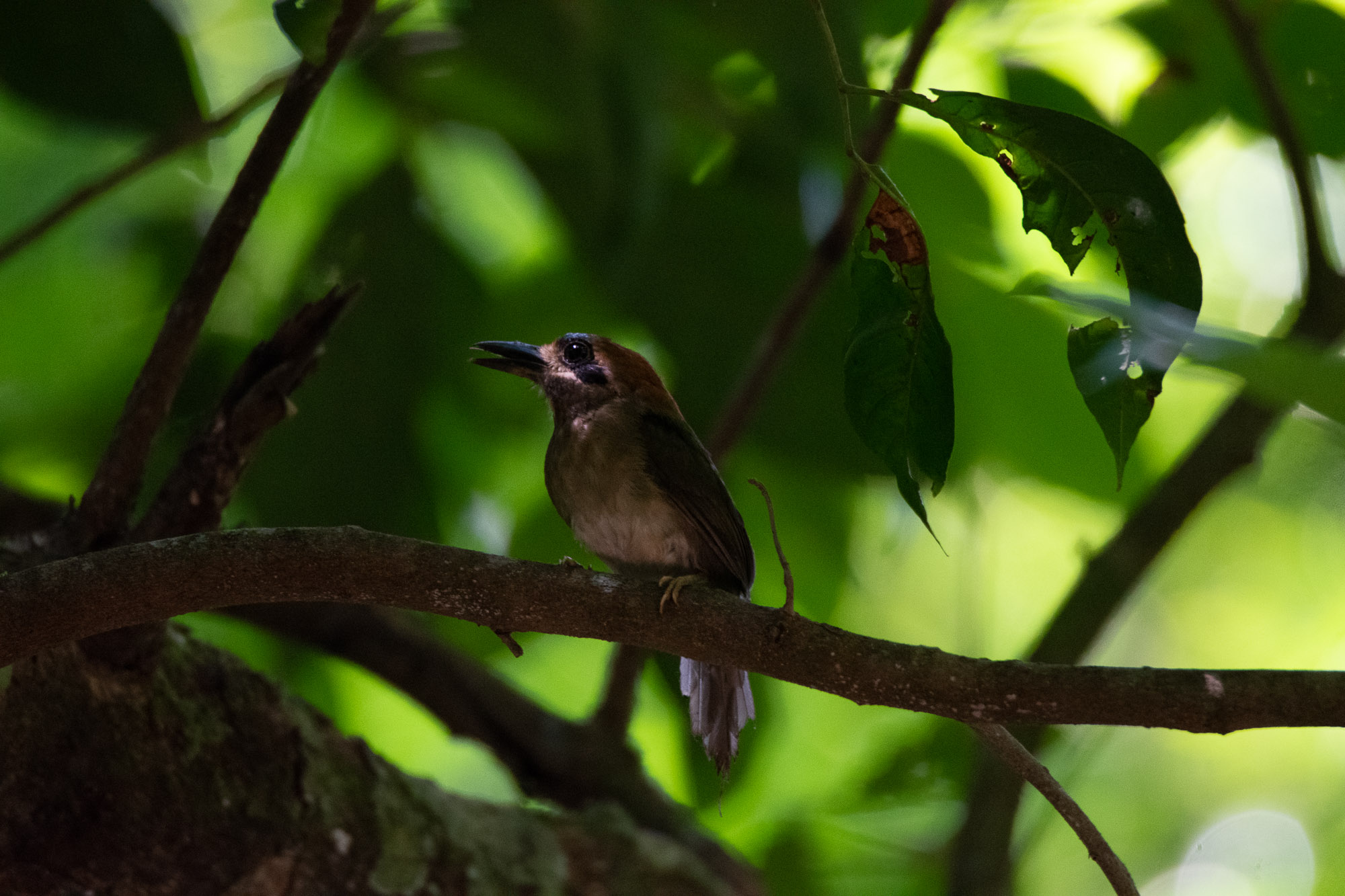 Birds wildlife photo by Wildlight Studio Costa Rica