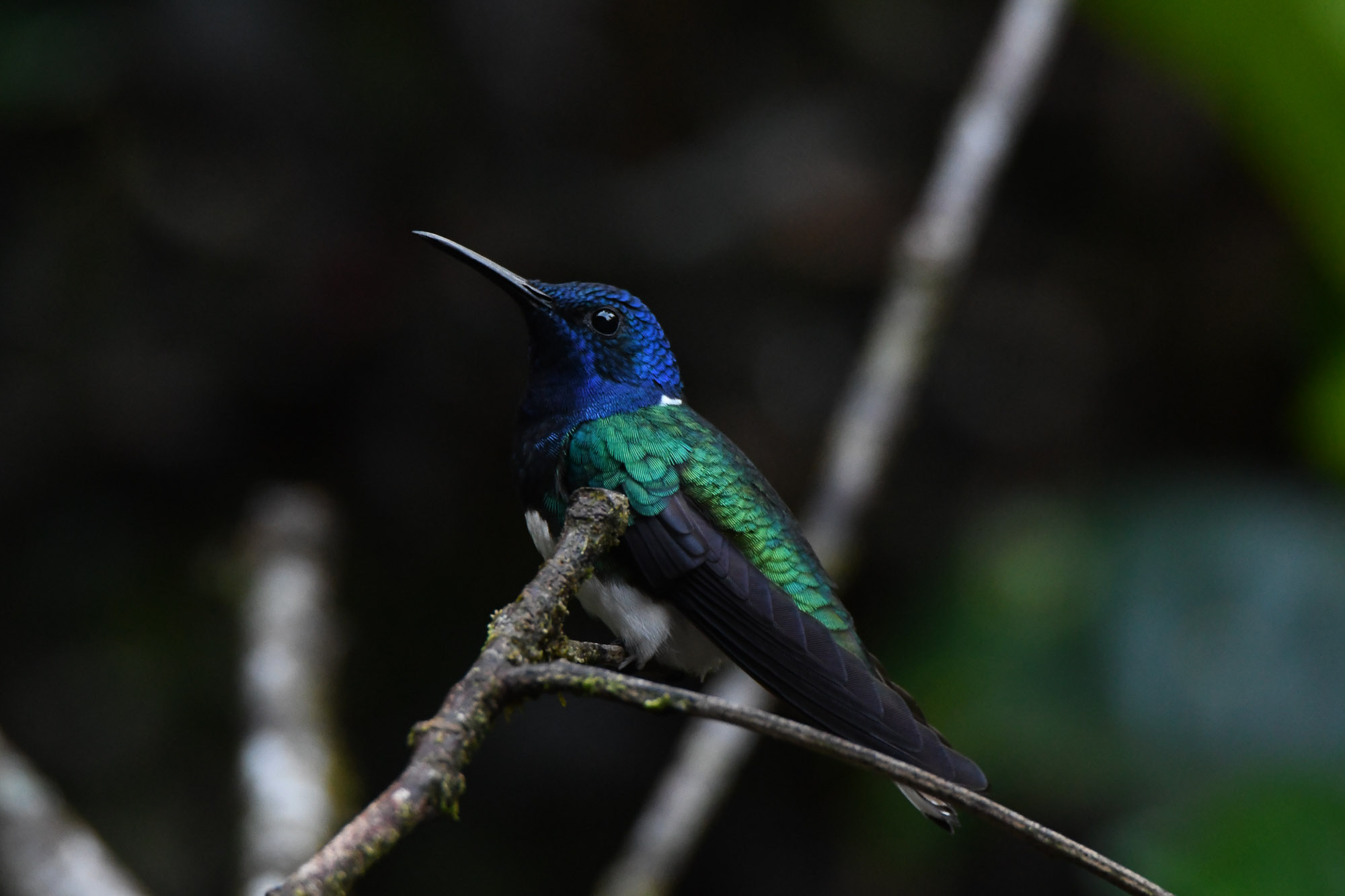 Birds wildlife photo by Wildlight Studio Costa Rica