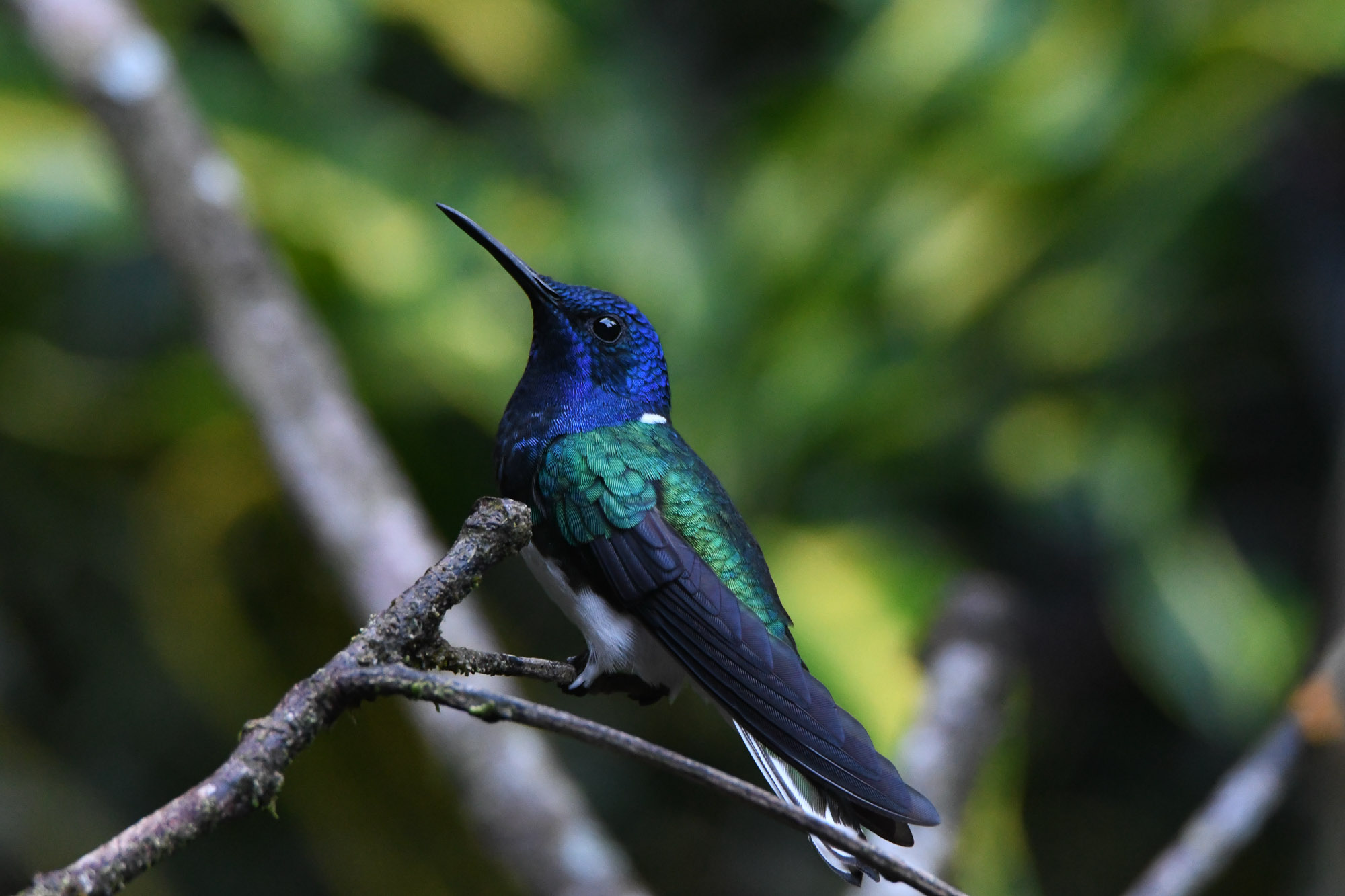 Birds wildlife photo by Wildlight Studio Costa Rica