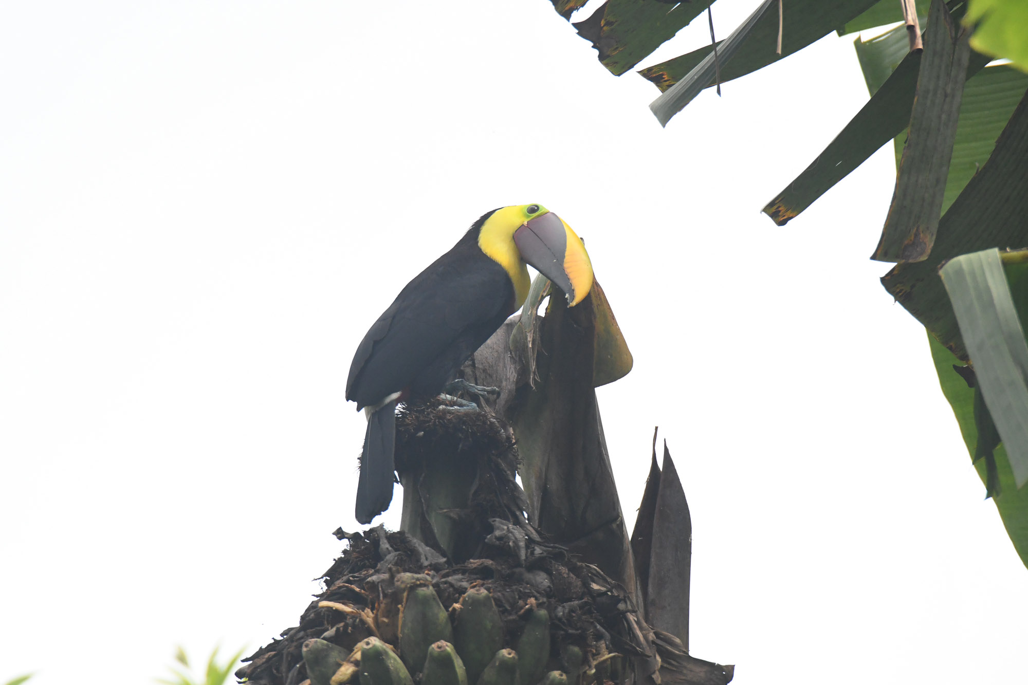 Birds wildlife photo by Wildlight Studio Costa Rica
