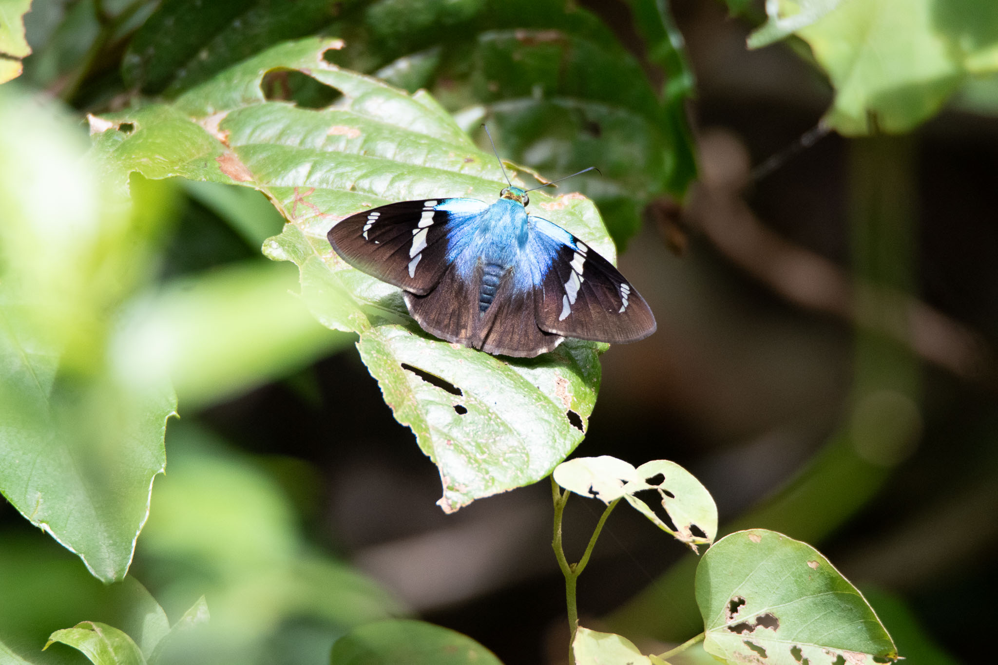Landscapes wildlife photo by Wildlight Studio Costa Rica