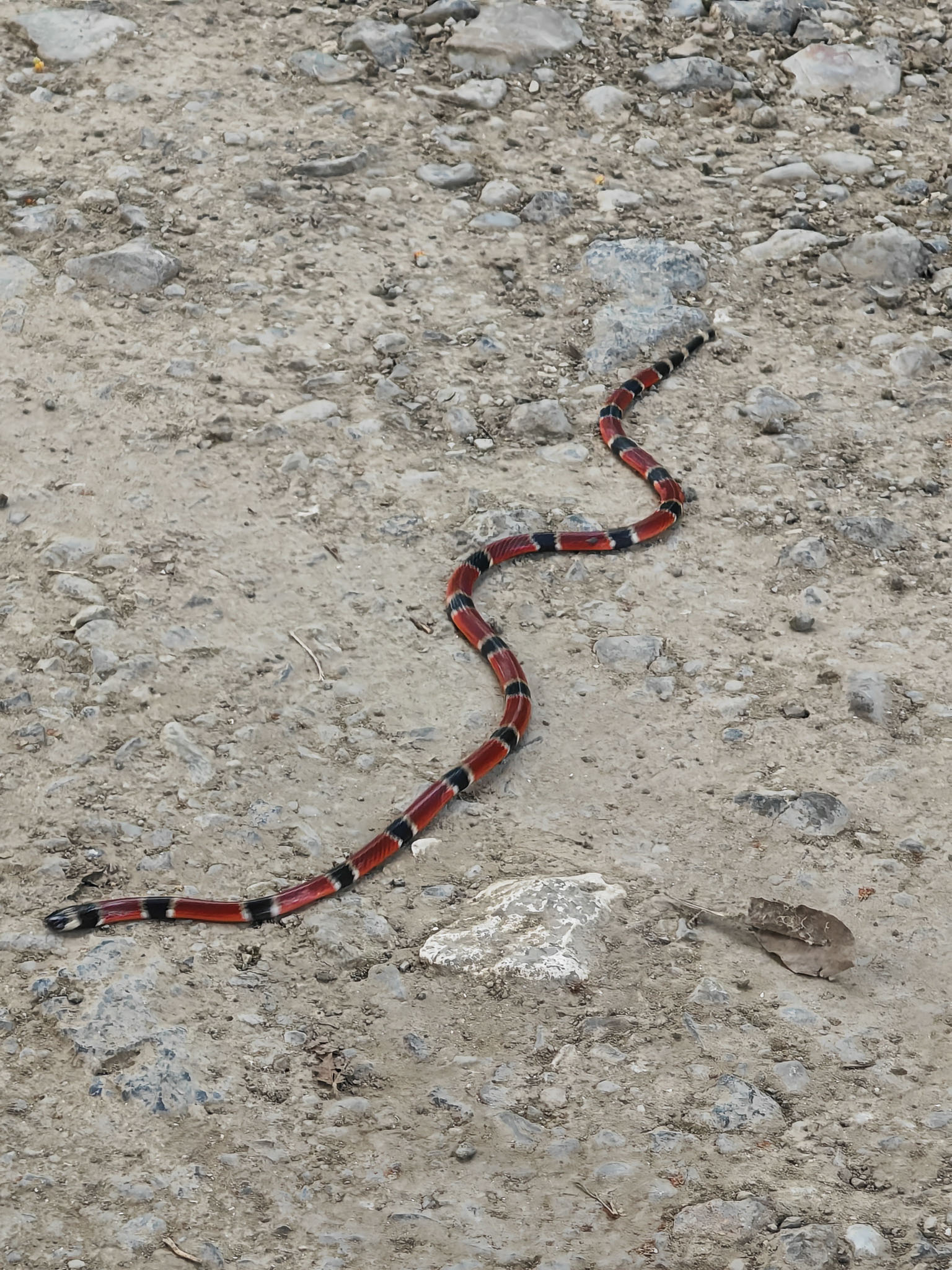 Snakes wildlife photo by Wildlight Studio Costa Rica