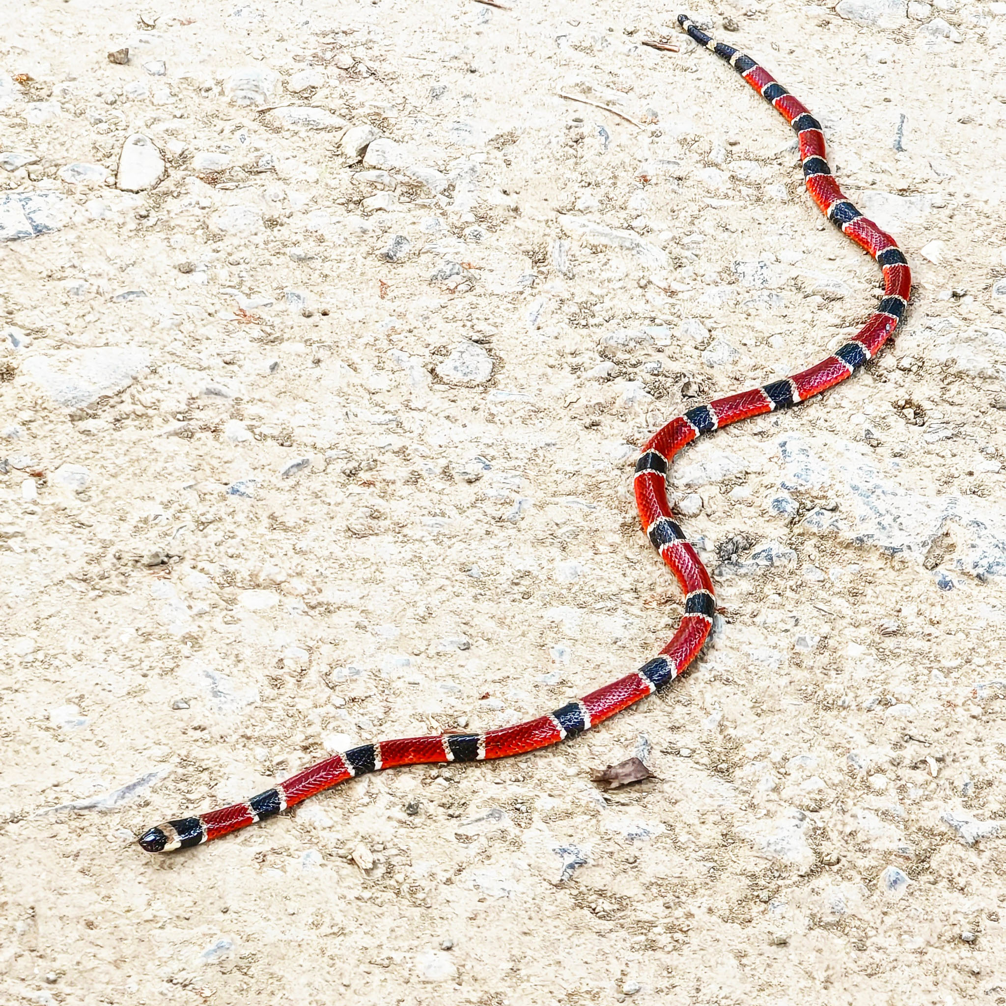 Snakes wildlife photo by Wildlight Studio Costa Rica