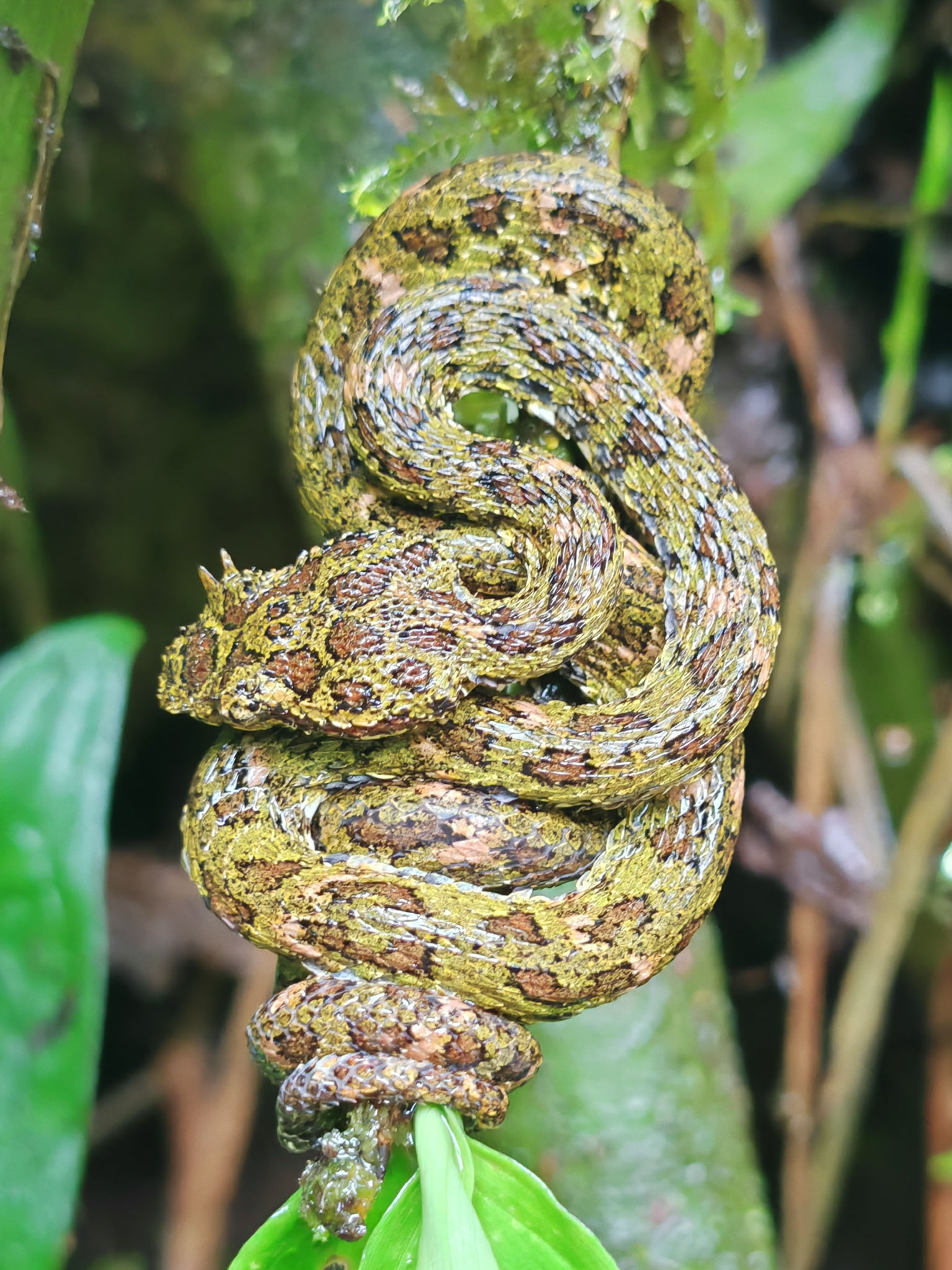 Snakes wildlife photography gallery by Wildlight Studio Costa Rica