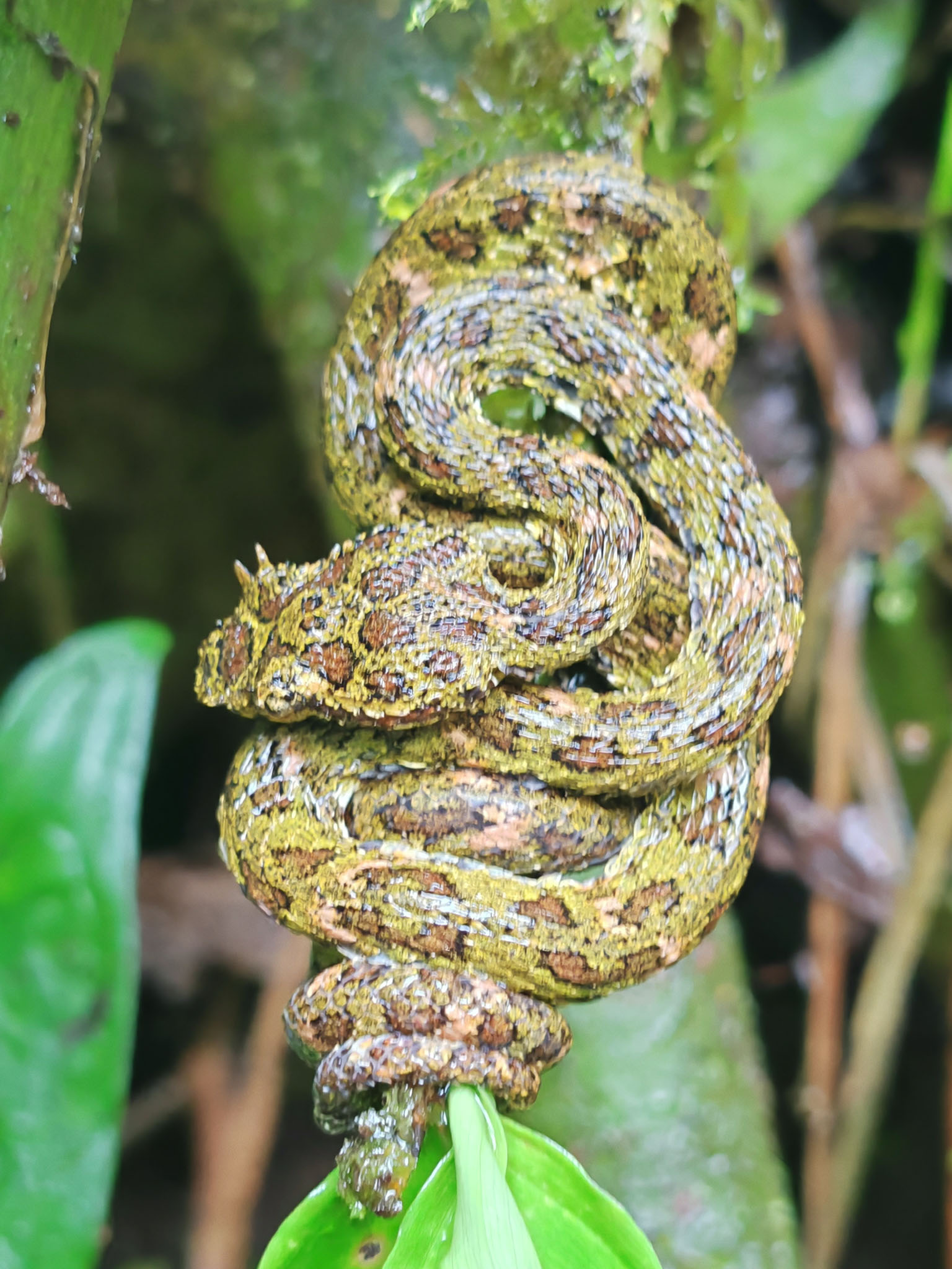 Snakes wildlife photo by Wildlight Studio Costa Rica