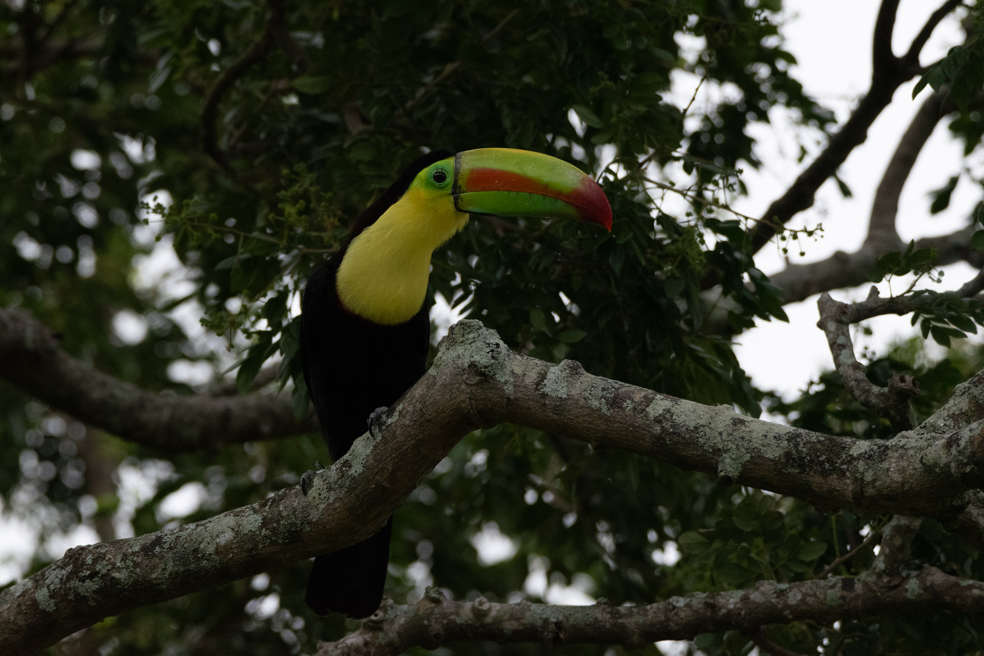 Related Birds wildlife photo by Wildlight Studio