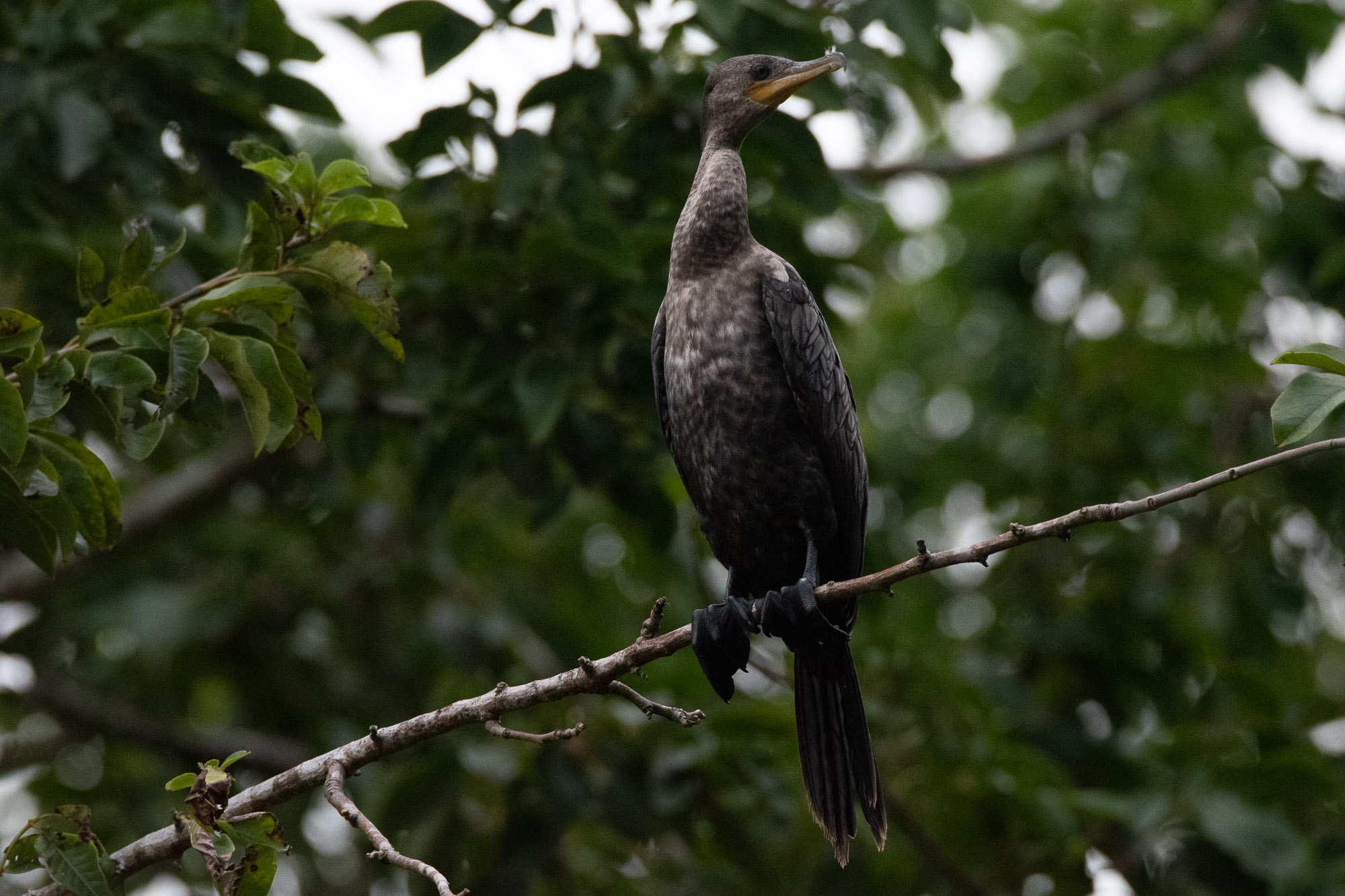 Birds wildlife photo NeotropicCormorant2 by Wildlight Studio
