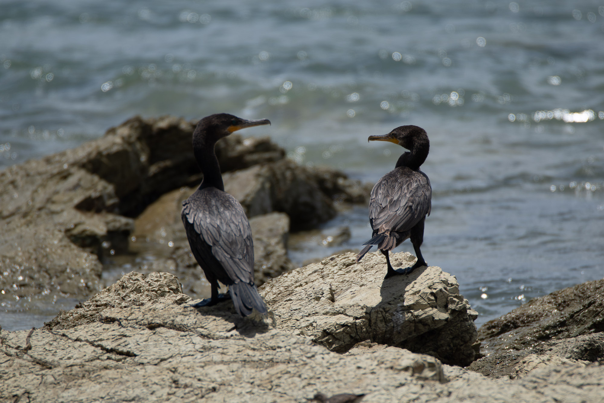 Birds wildlife photo NeotropicCormorant3 by Wildlight Studio