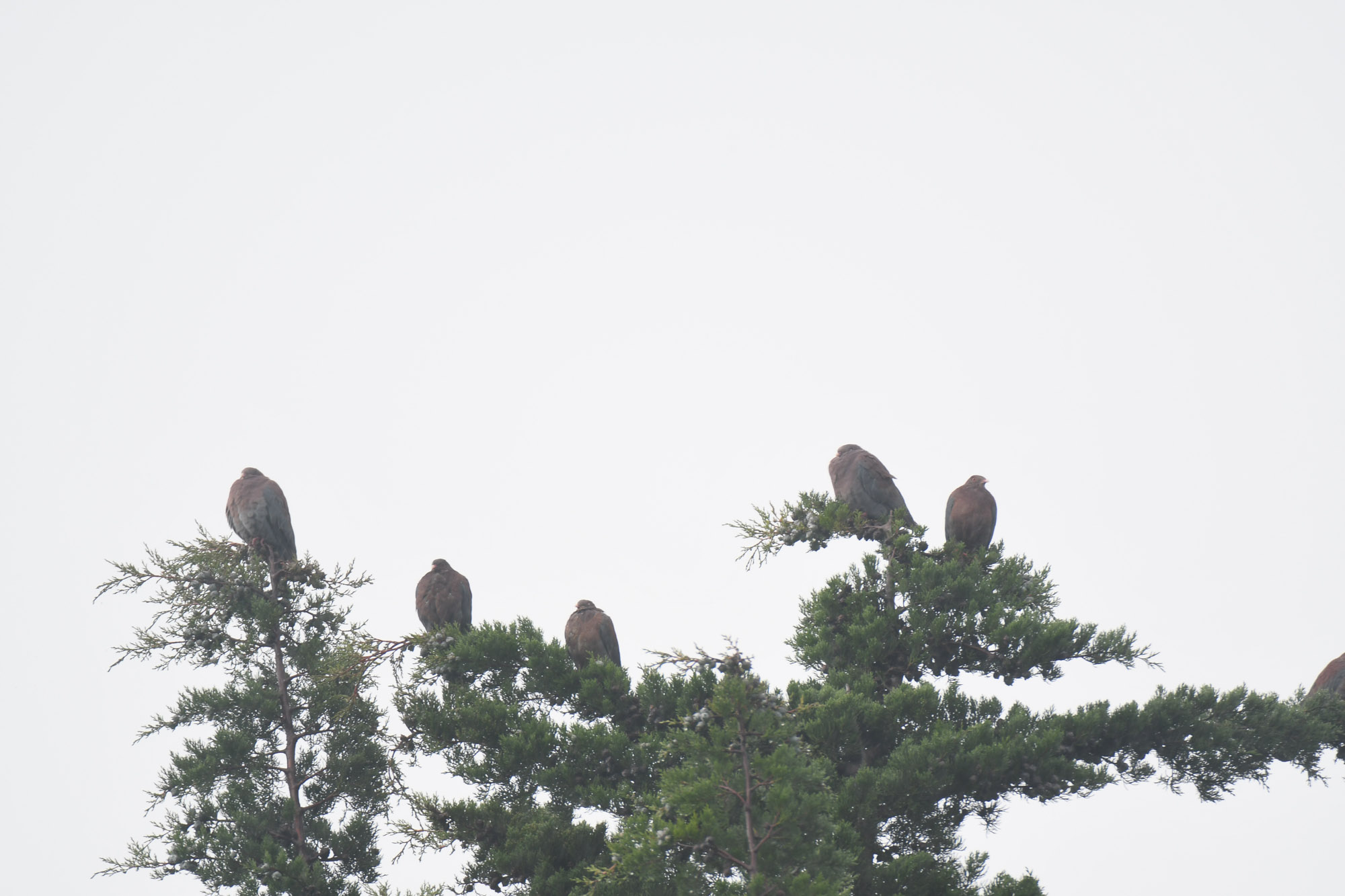 Birds wildlife photo RedBellidPigeon by Wildlight Studio