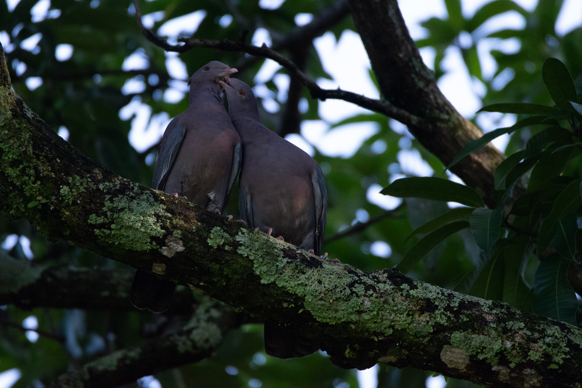 Birds wildlife photo RedBilledPigeon3 by Wildlight Studio