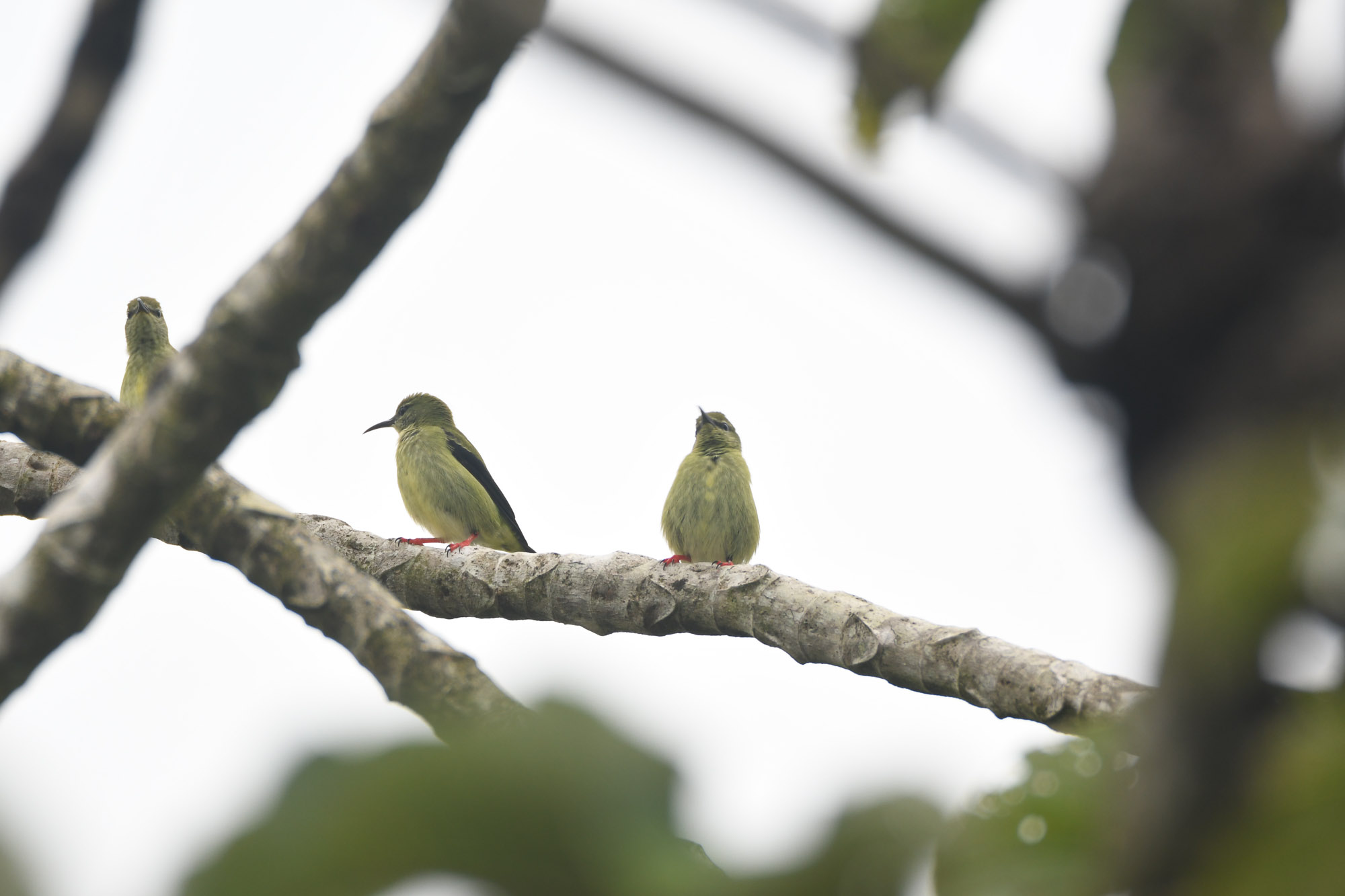 Birds wildlife photo RedLeggeedHoneycreeper1 by Wildlight Studio