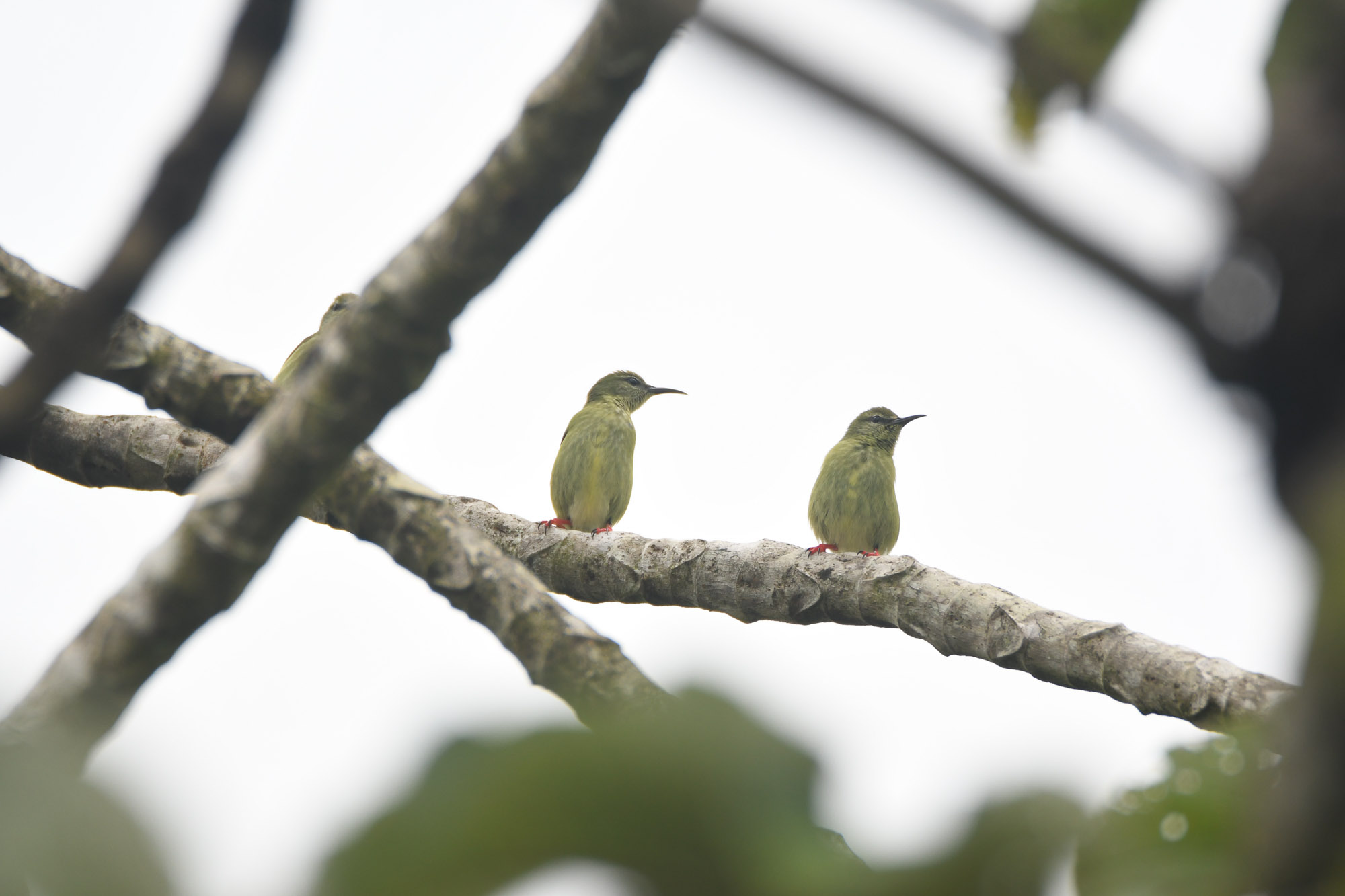 Birds wildlife photo RedLeggeedHoneycreeper2 by Wildlight Studio