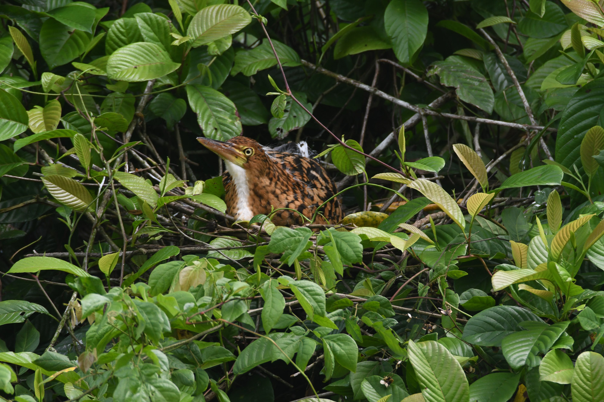 Birds wildlife photo RufescentTigerHeron by Wildlight Studio