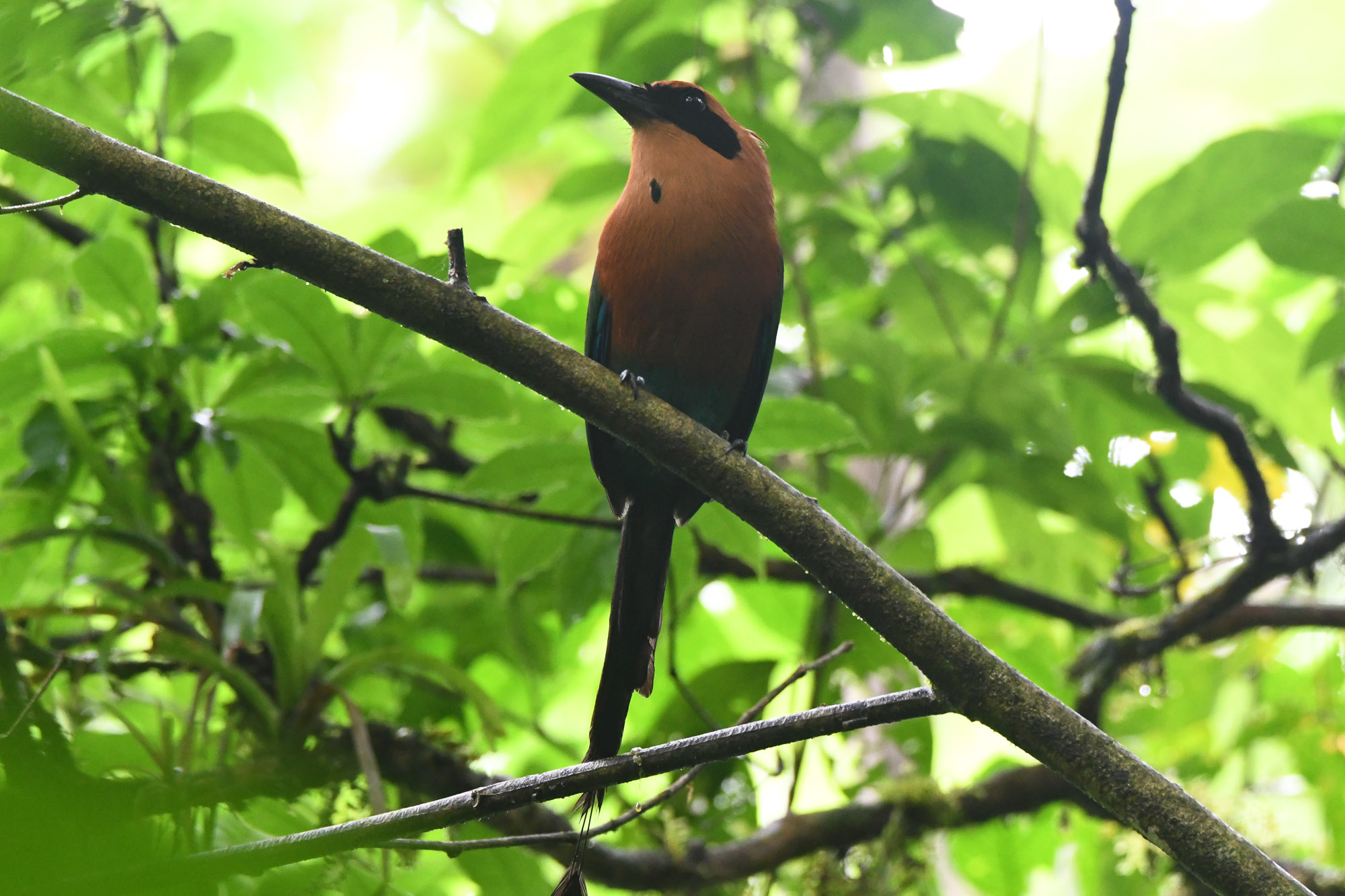 Birds wildlife photo RufousMotmot by Wildlight Studio
