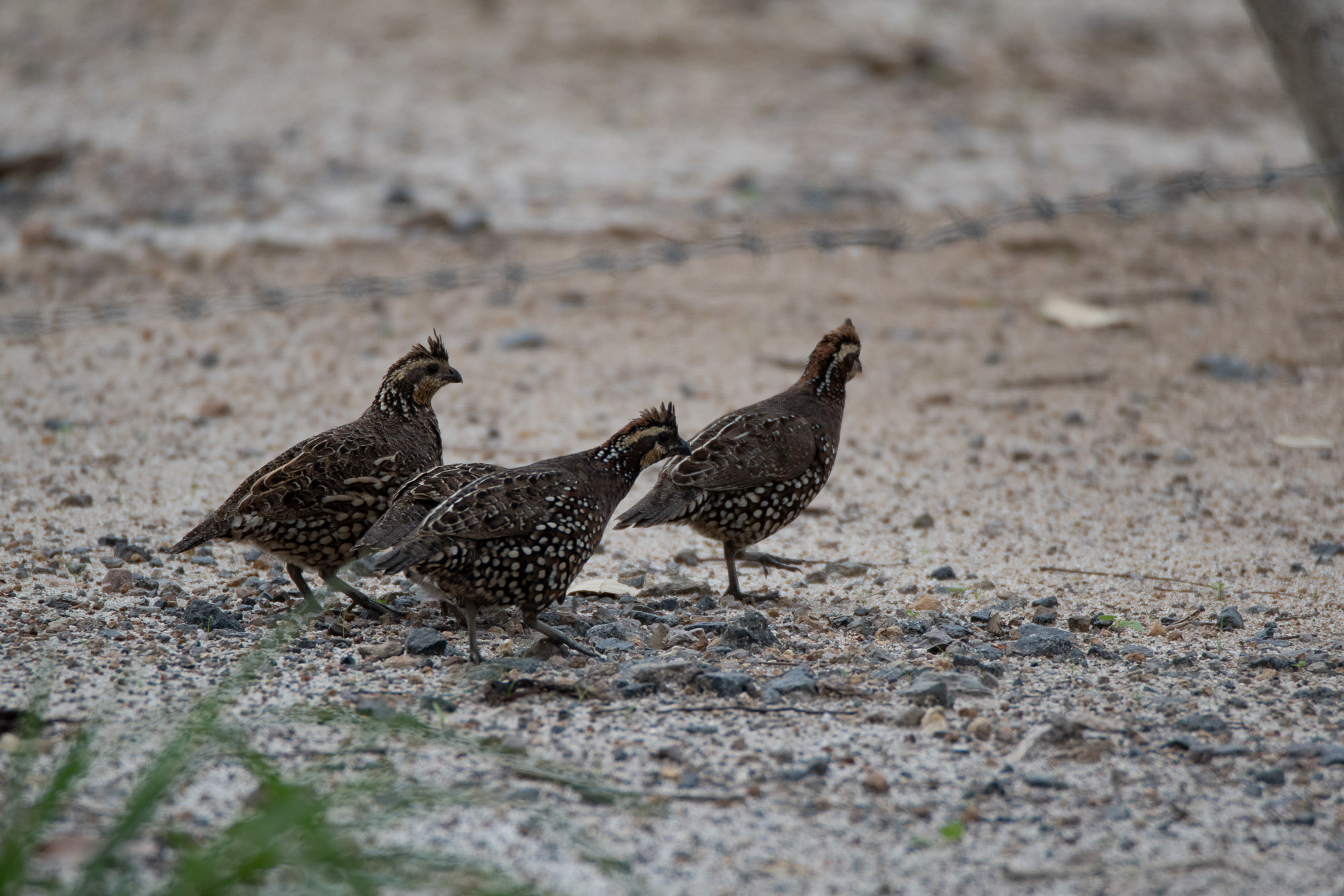 Birds wildlife photo SpotBelliedBobwhite by Wildlight Studio