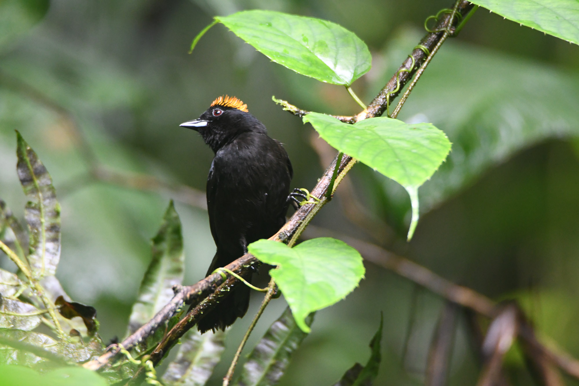 Birds wildlife photo TawnyCrestedTanager by Wildlight Studio