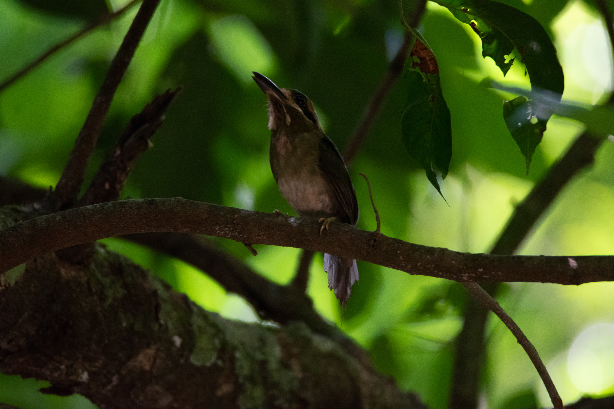 Birds wildlife photo TodyMotmot3 by Wildlight Studio