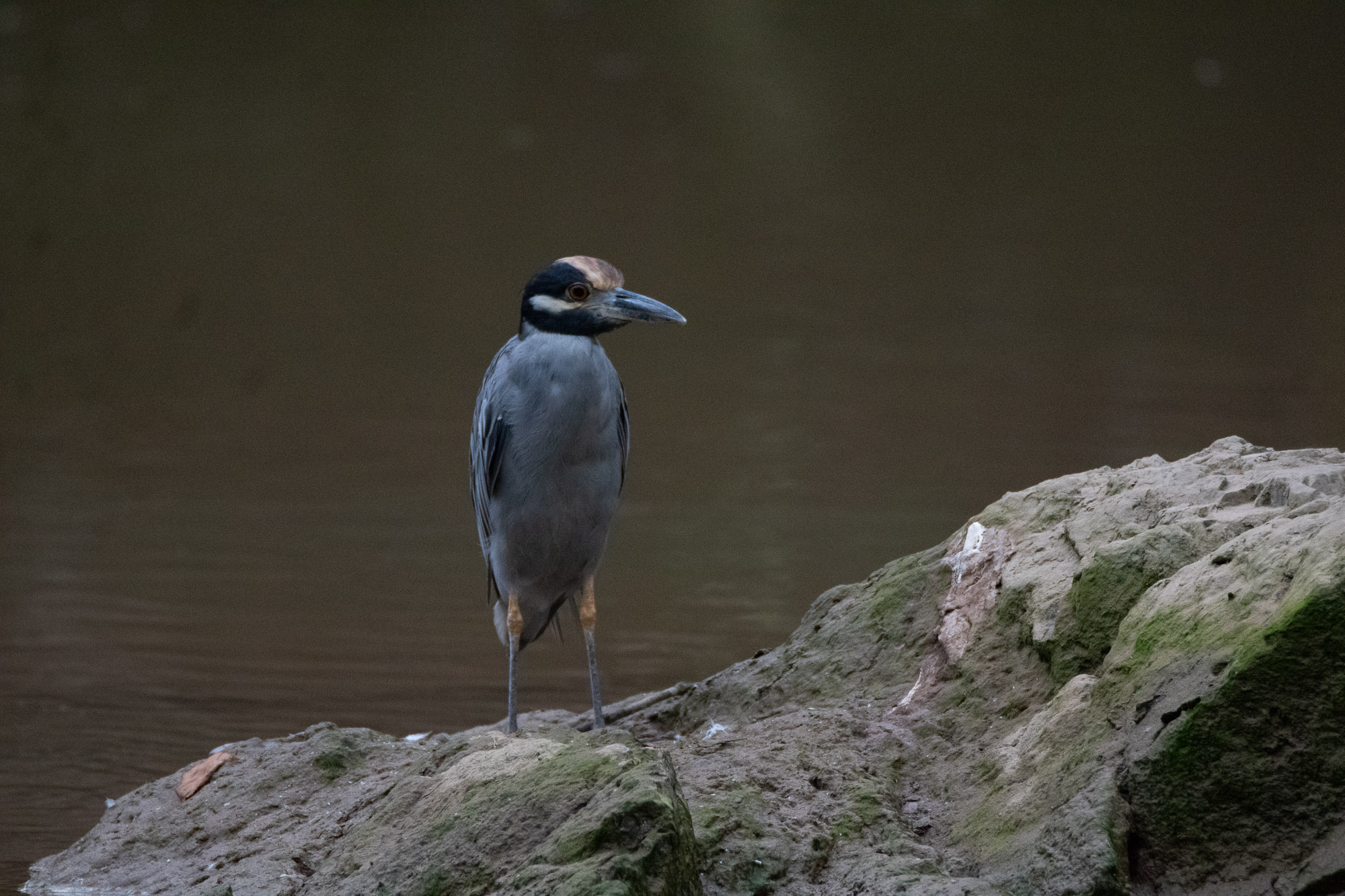 Birds wildlife photo YellowCrownedNightHeron by Wildlight Studio